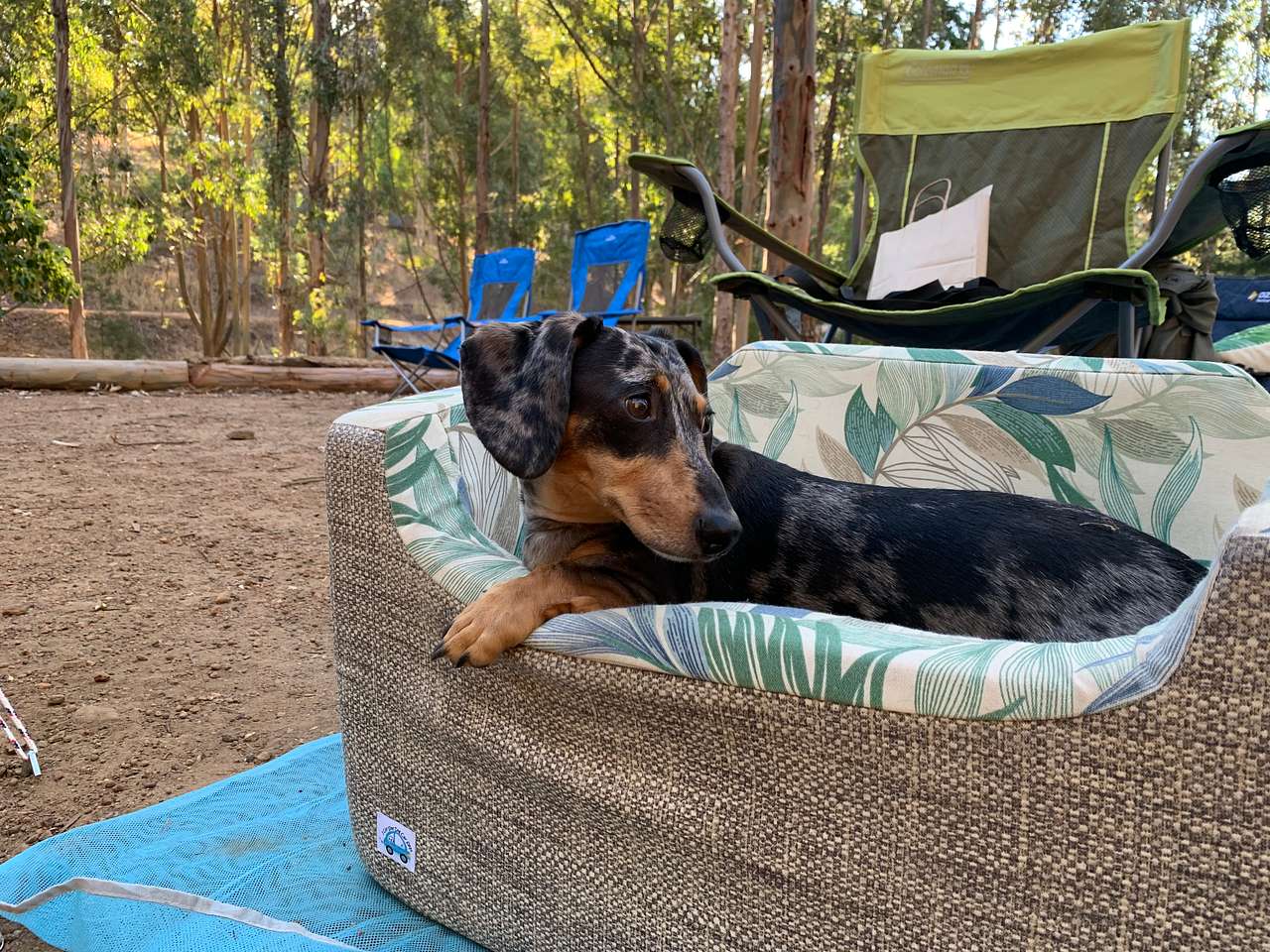 View pets photos of Lewana Cottages Campsites