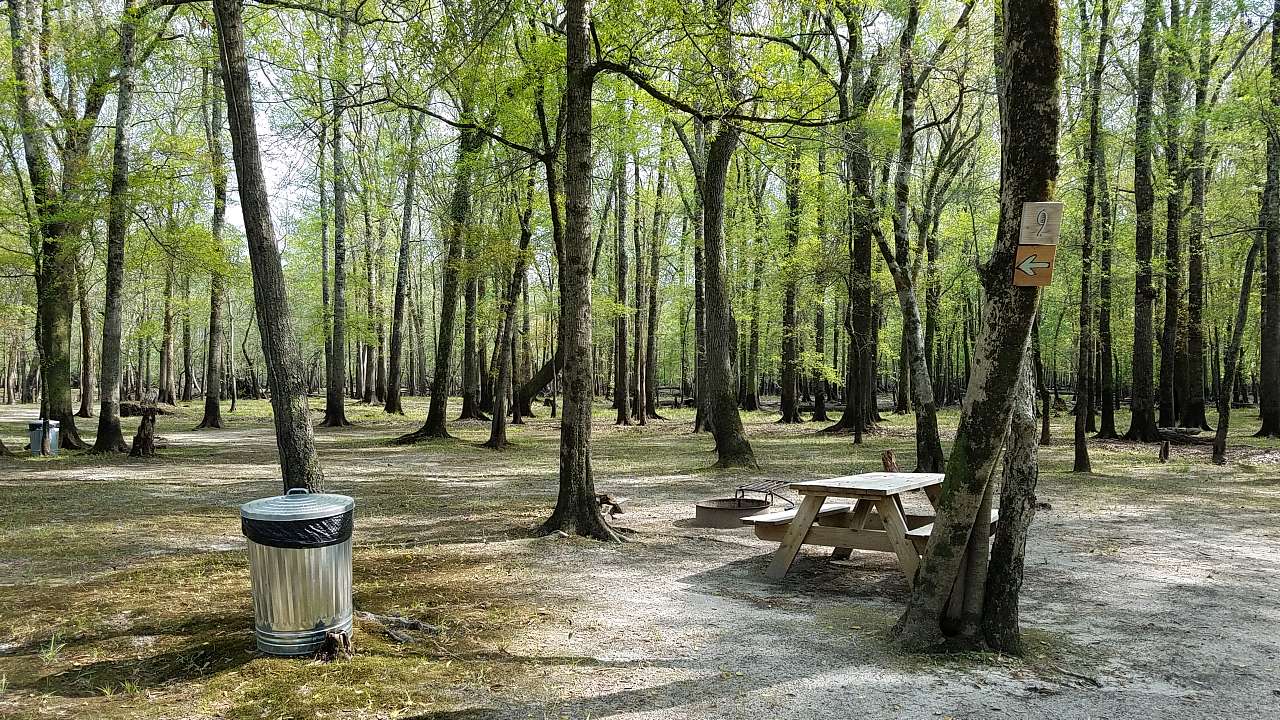 Picture of the site