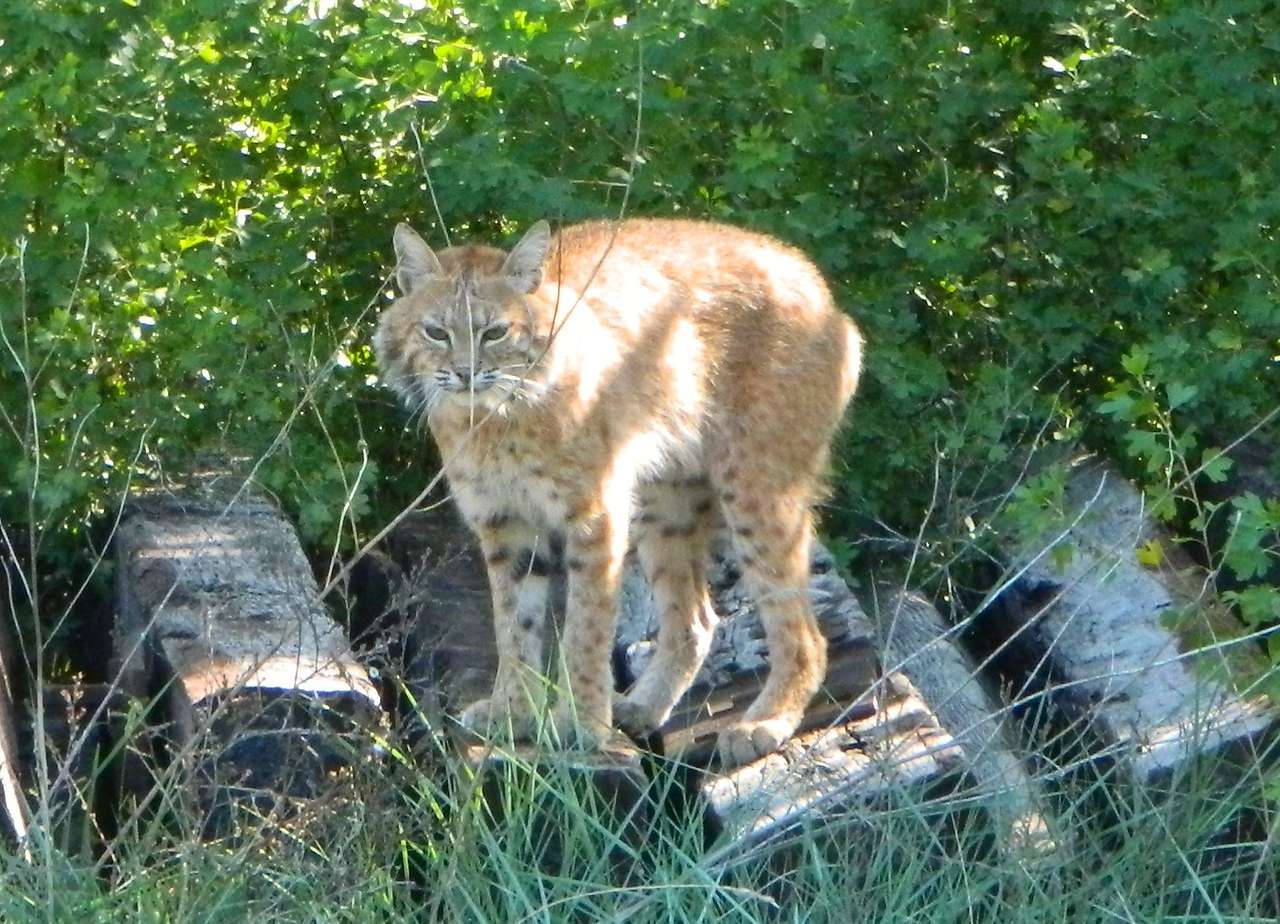 Abundant wildlife, maybe you will get lucky enough to see one of these!