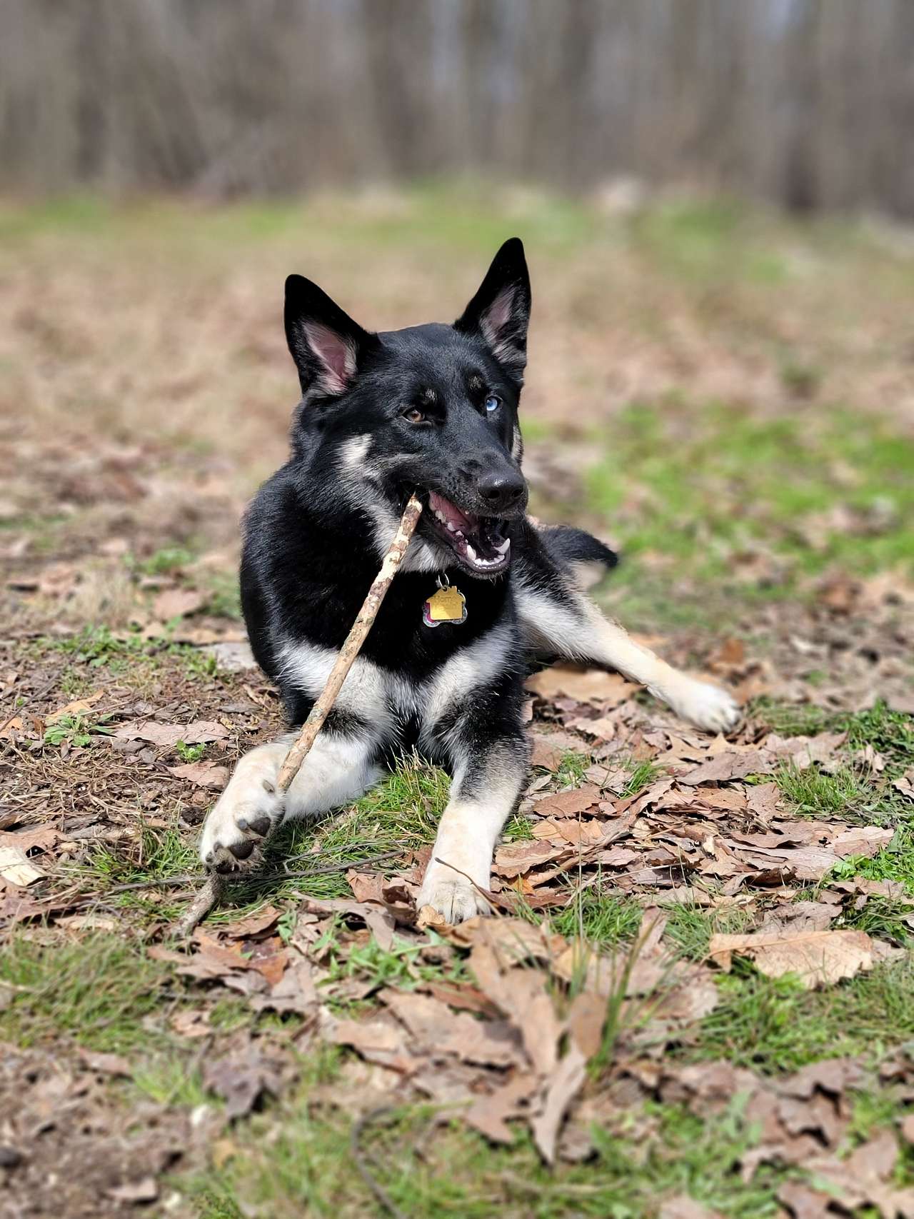 View pets photos of Esidarap Mountain