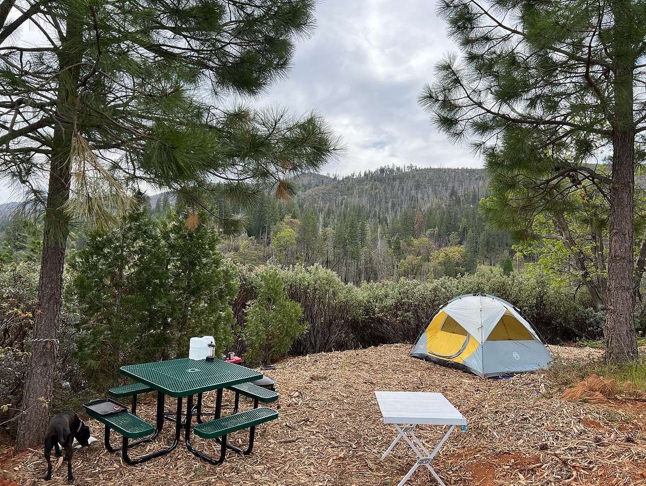 View pets photos of Yosemite Colfax Spring