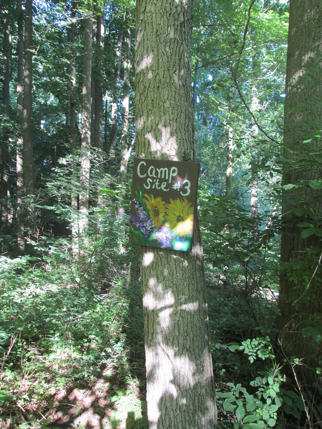 Picture of the site