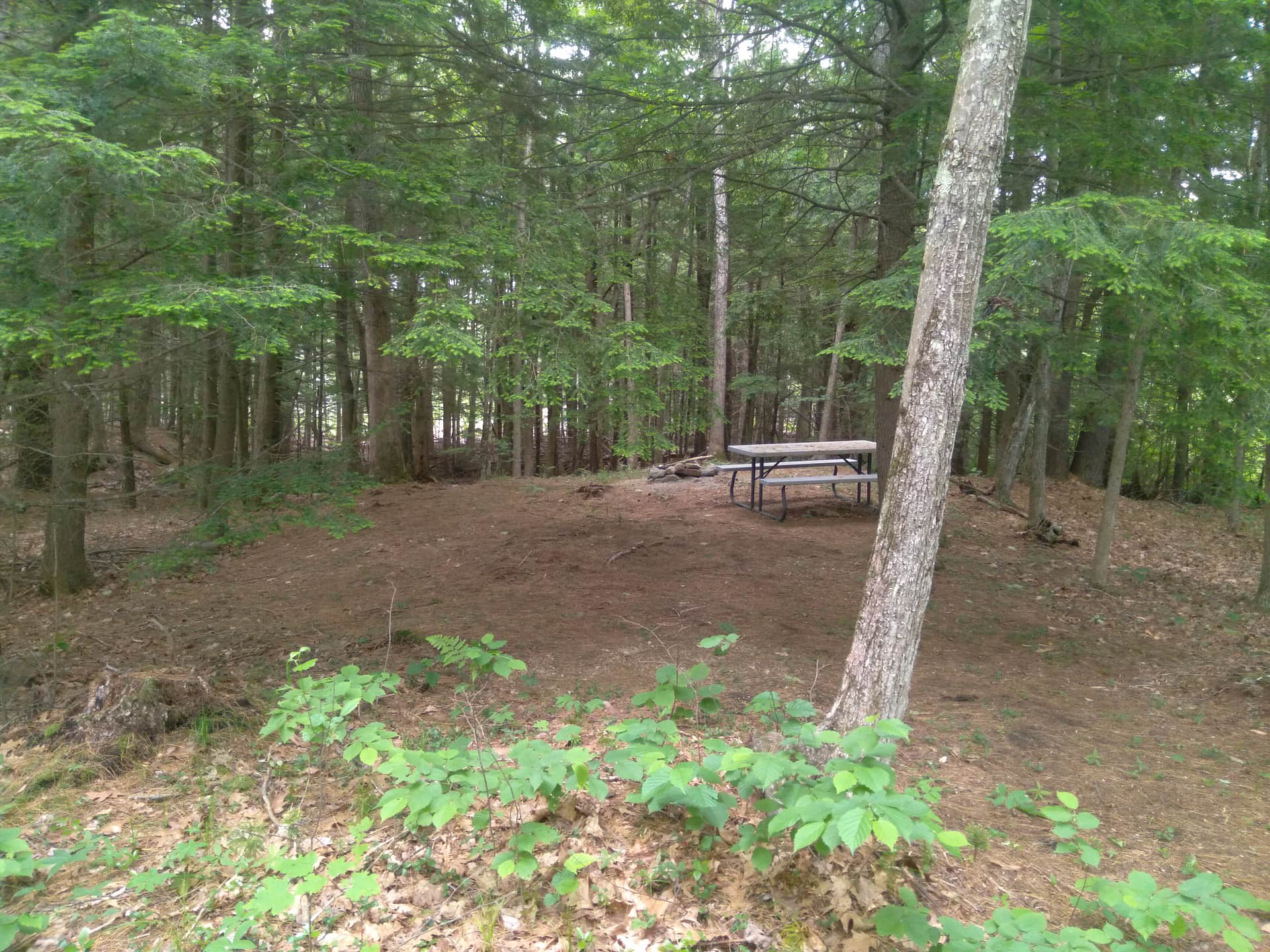 Picture of the site