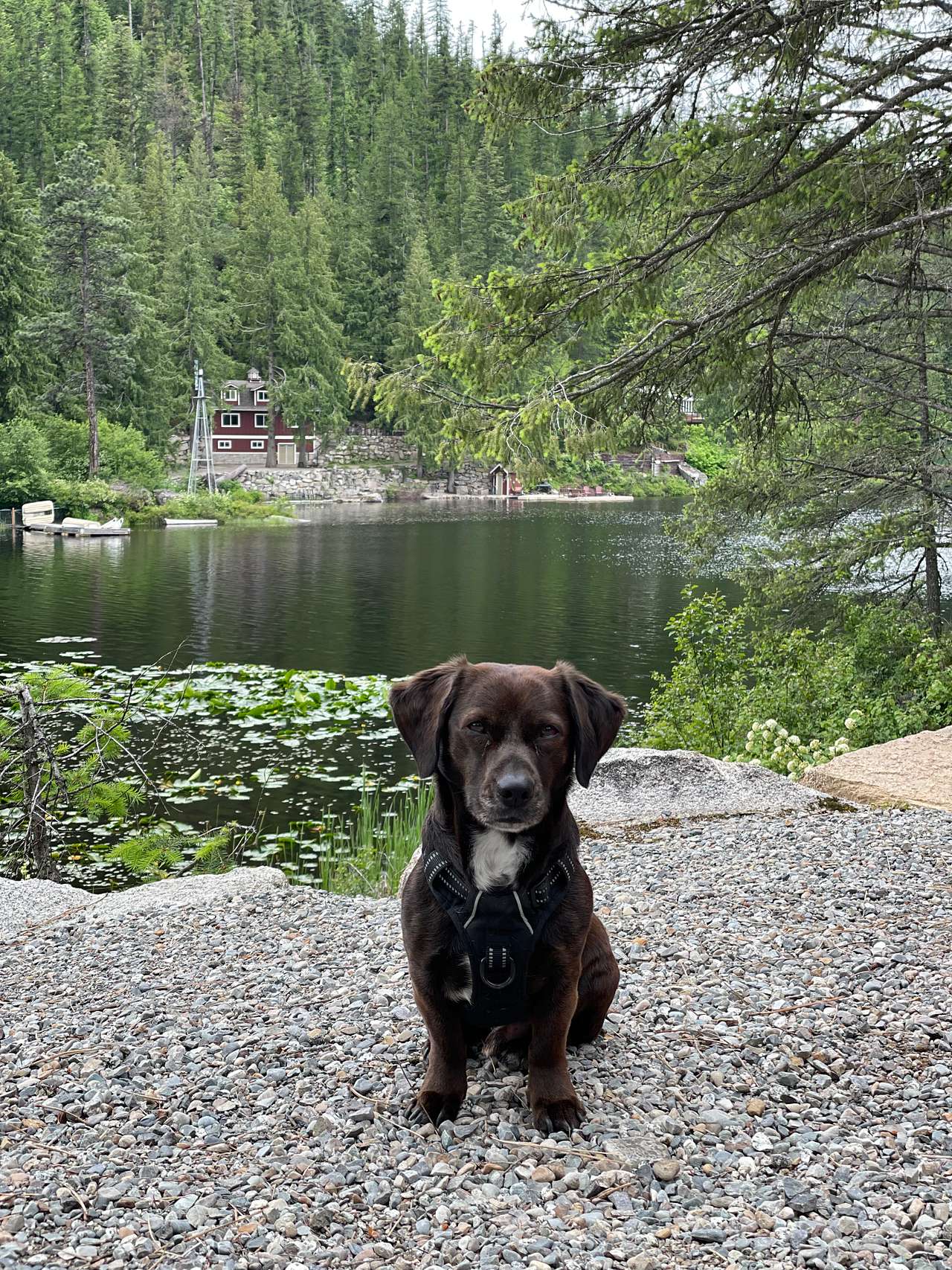 View pets photos of Beaver Bay
