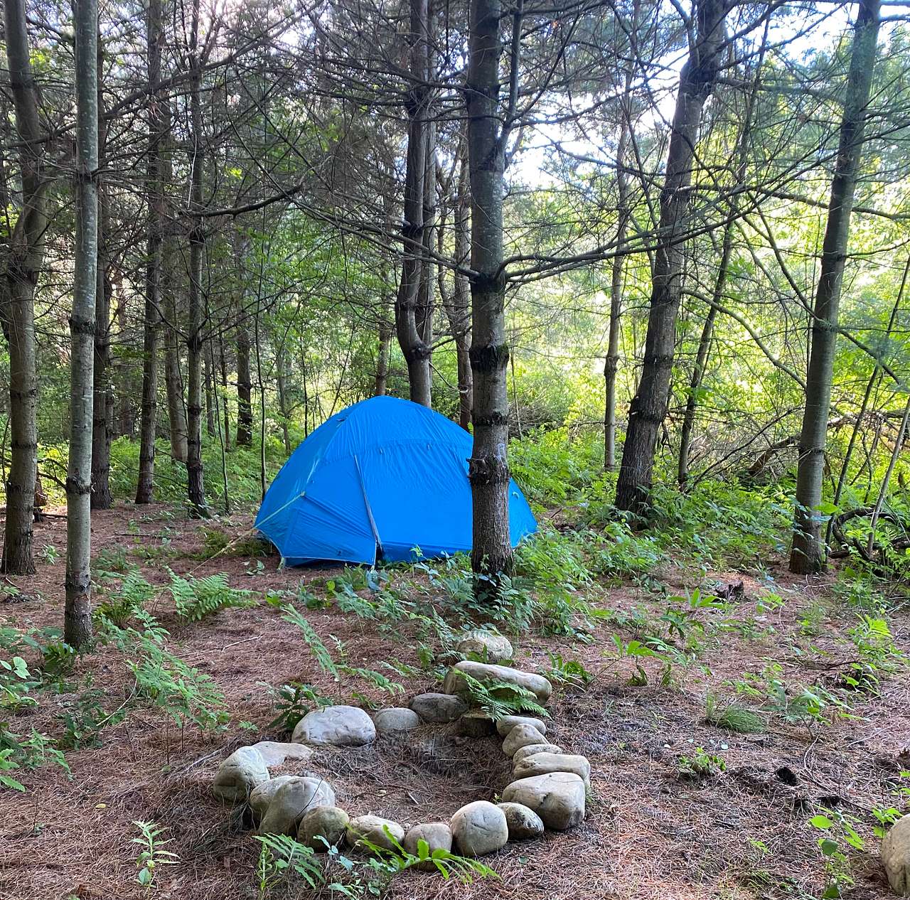 Picture of the site