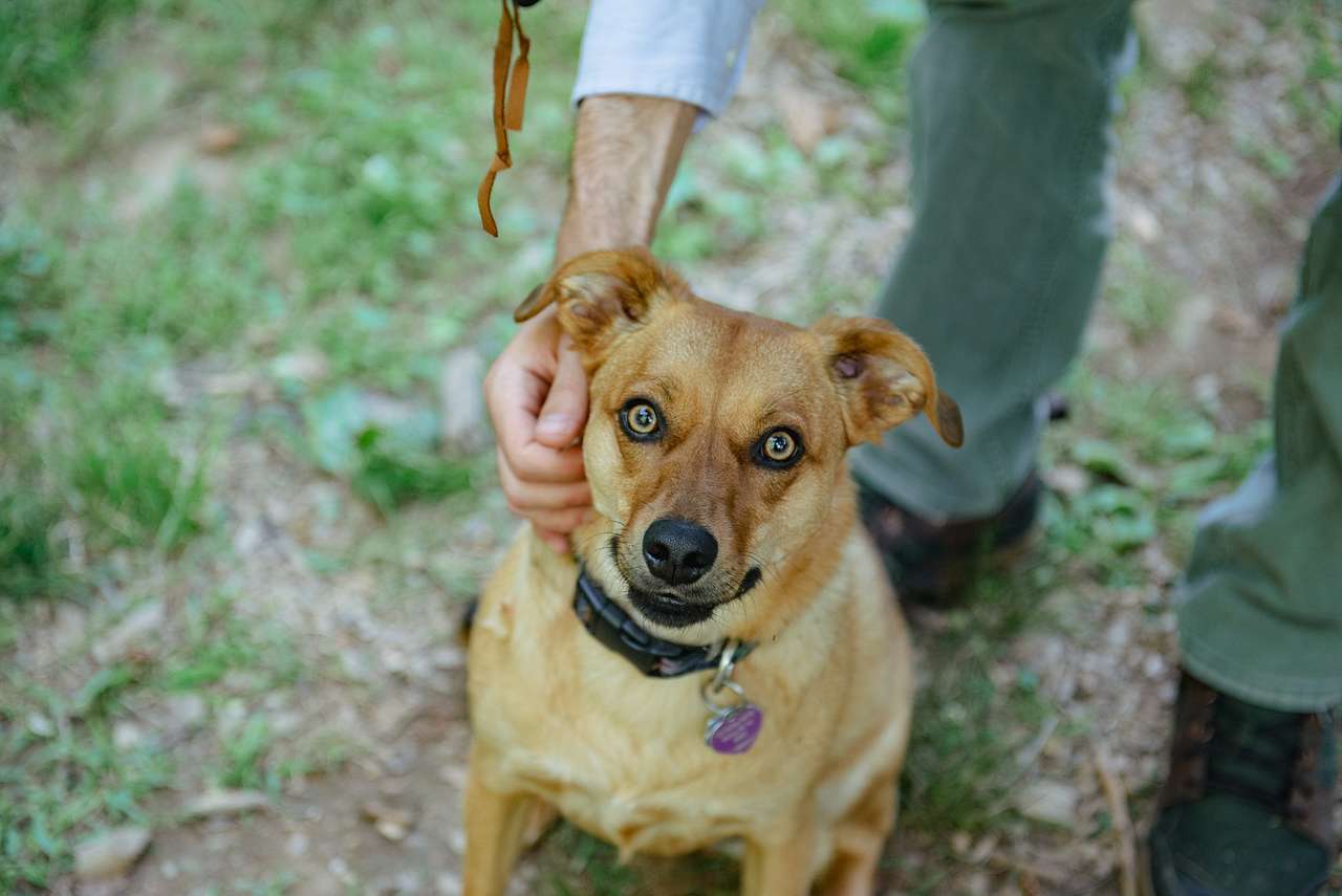 View pets photos of Stoney Creek Campground