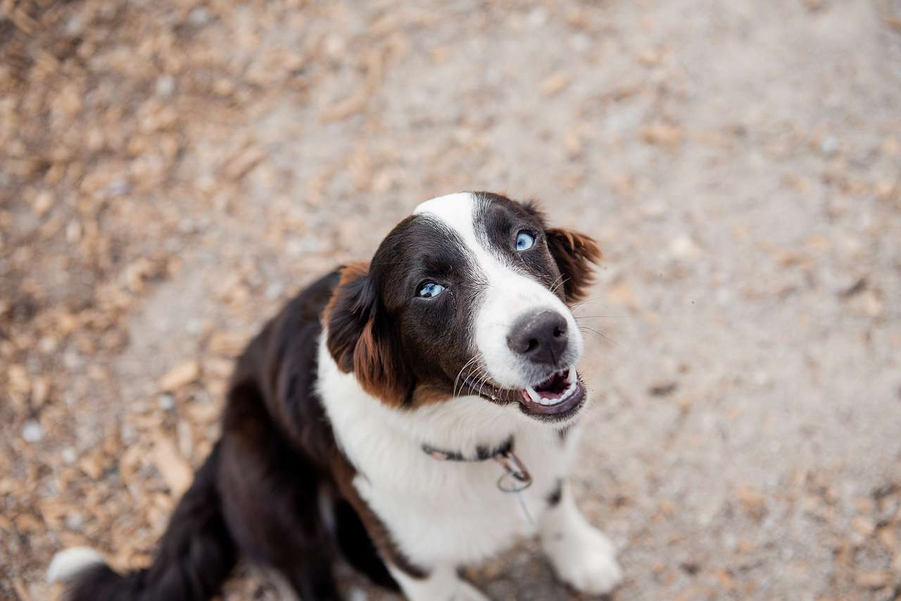View pets photos of Riverside Camping