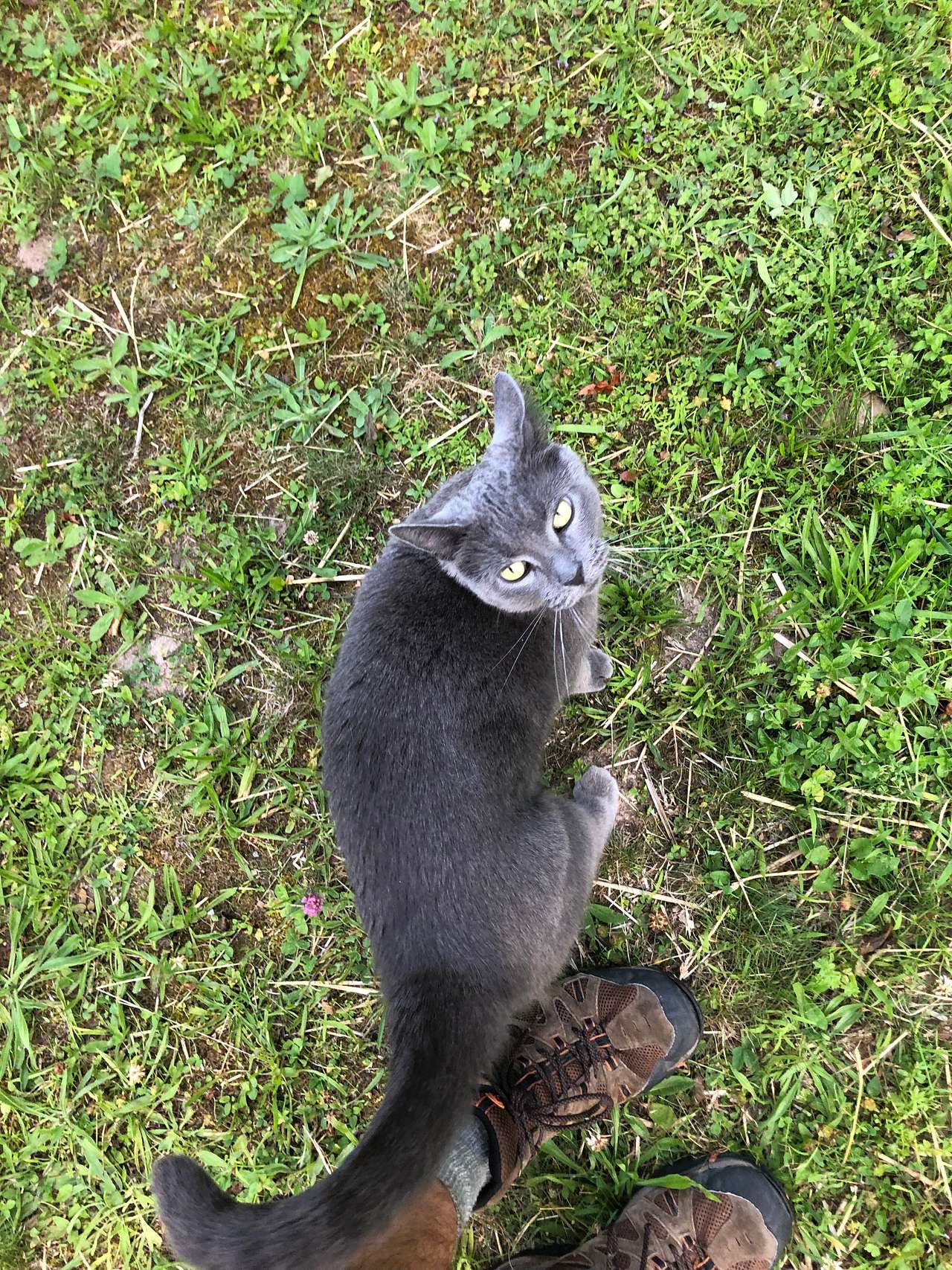 View pets photos of Burr Oaks Forest secluded campsites