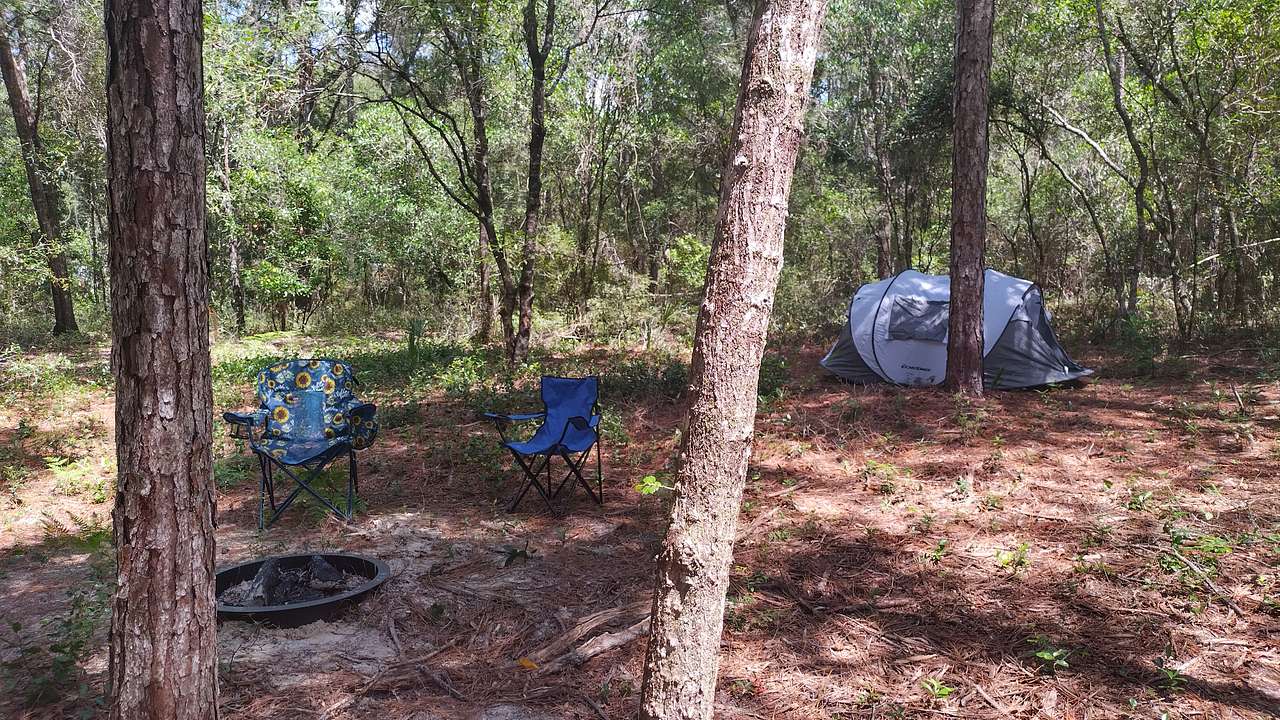 Picture of the site