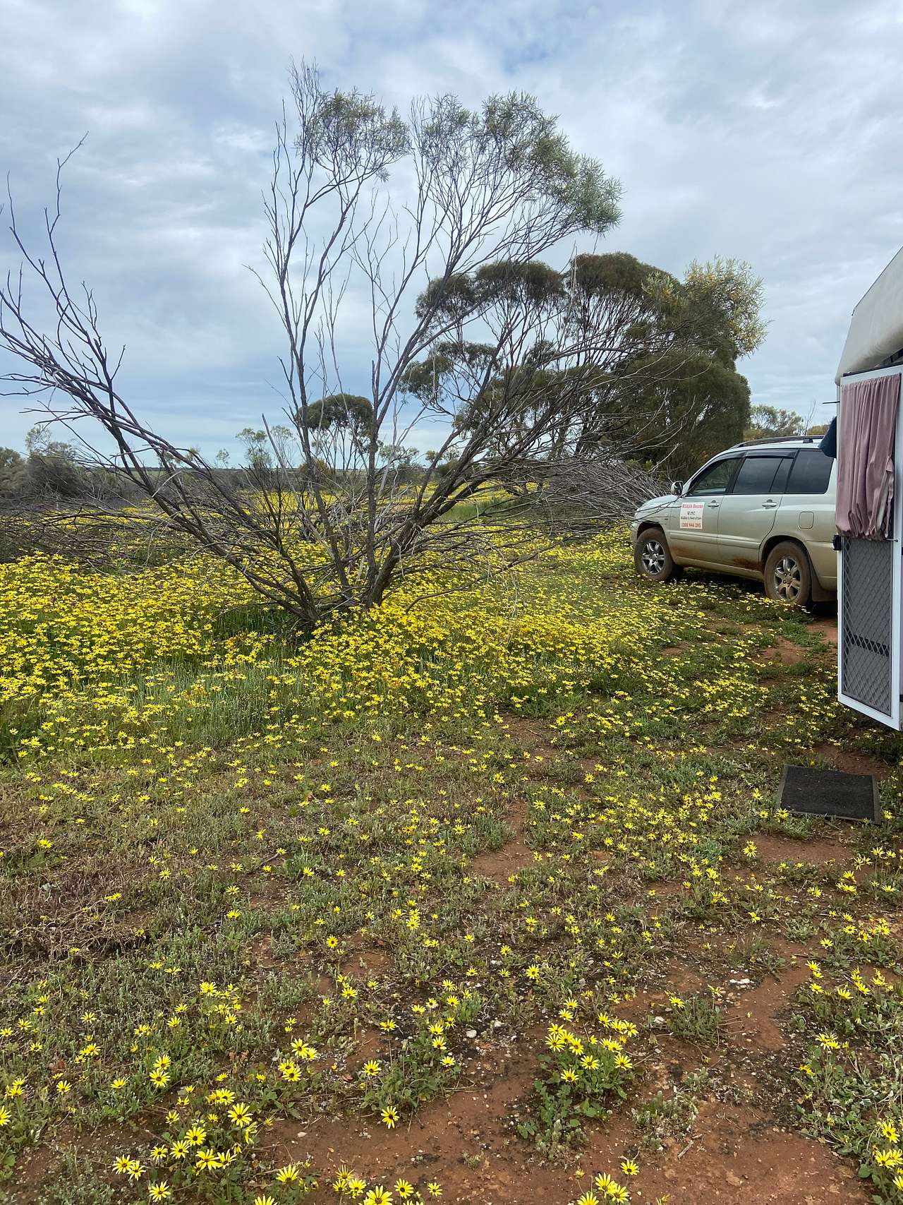 Camping amongst the daisy’s 