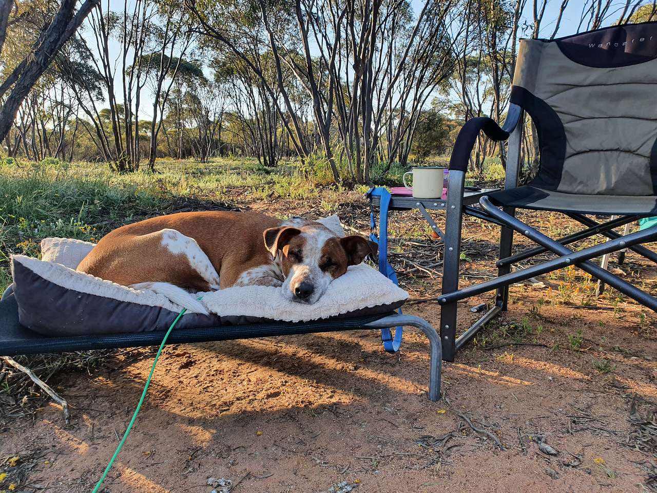 View pets photos of Jindarring Nature Base Camping