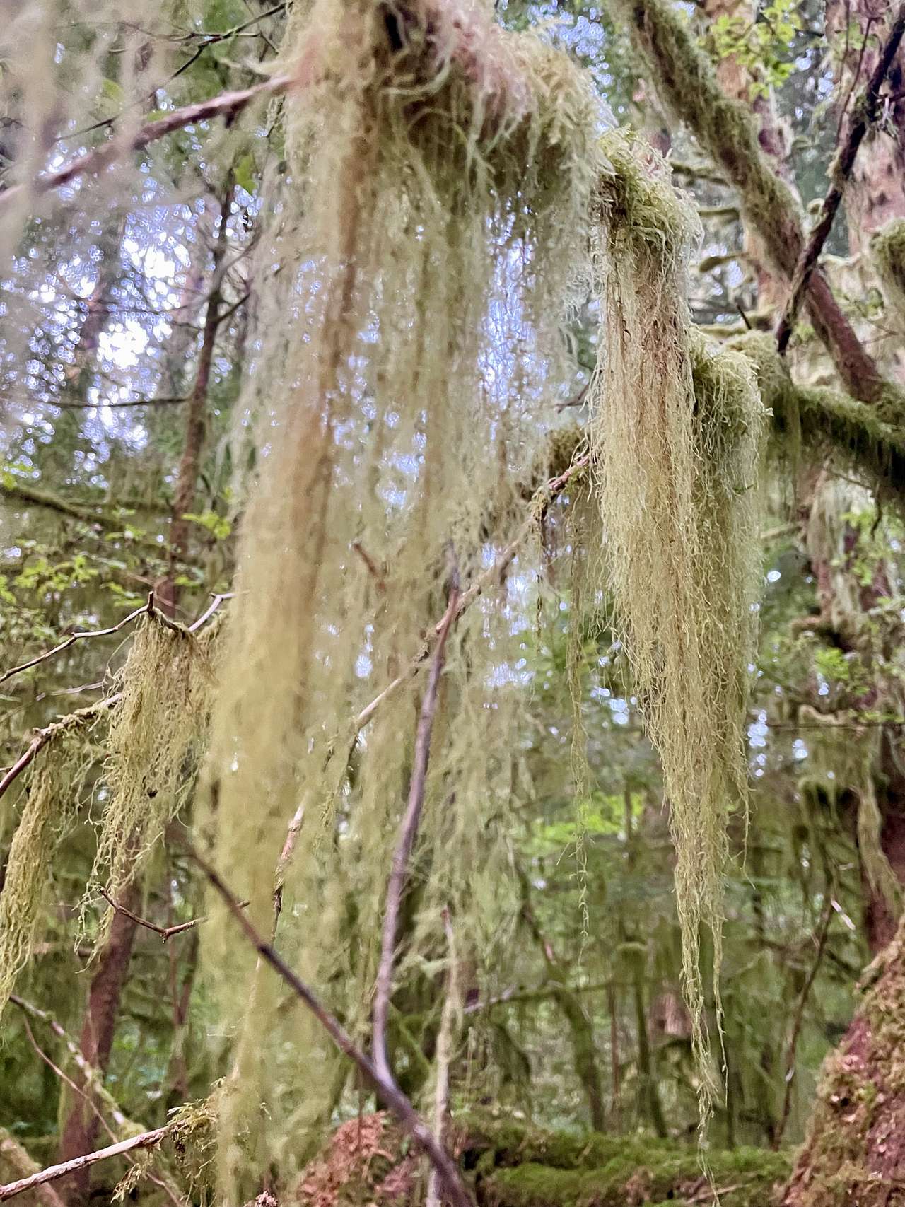 So much beautiful moss