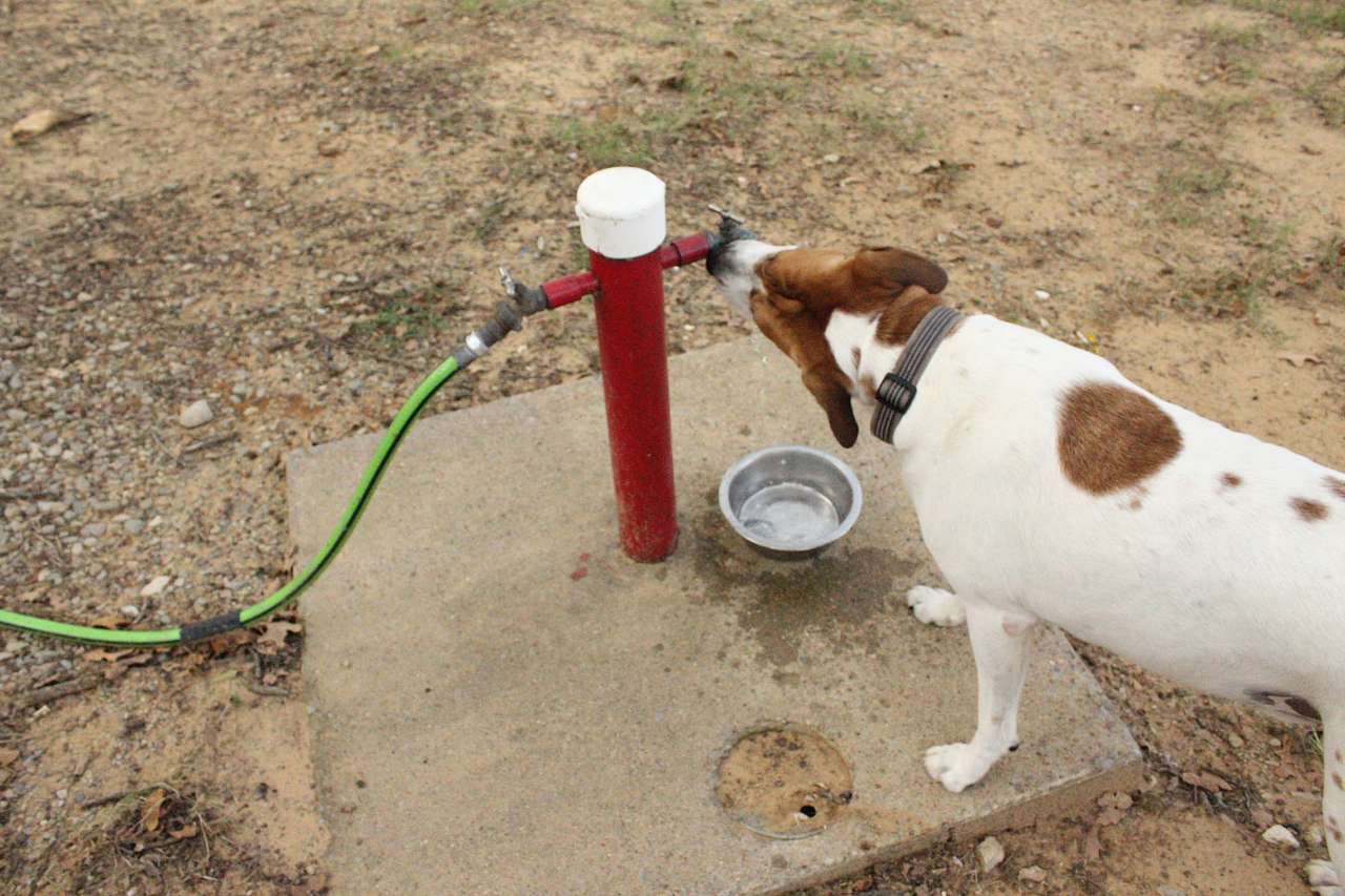 View pets photos of this is Paradise on Lake Texoma