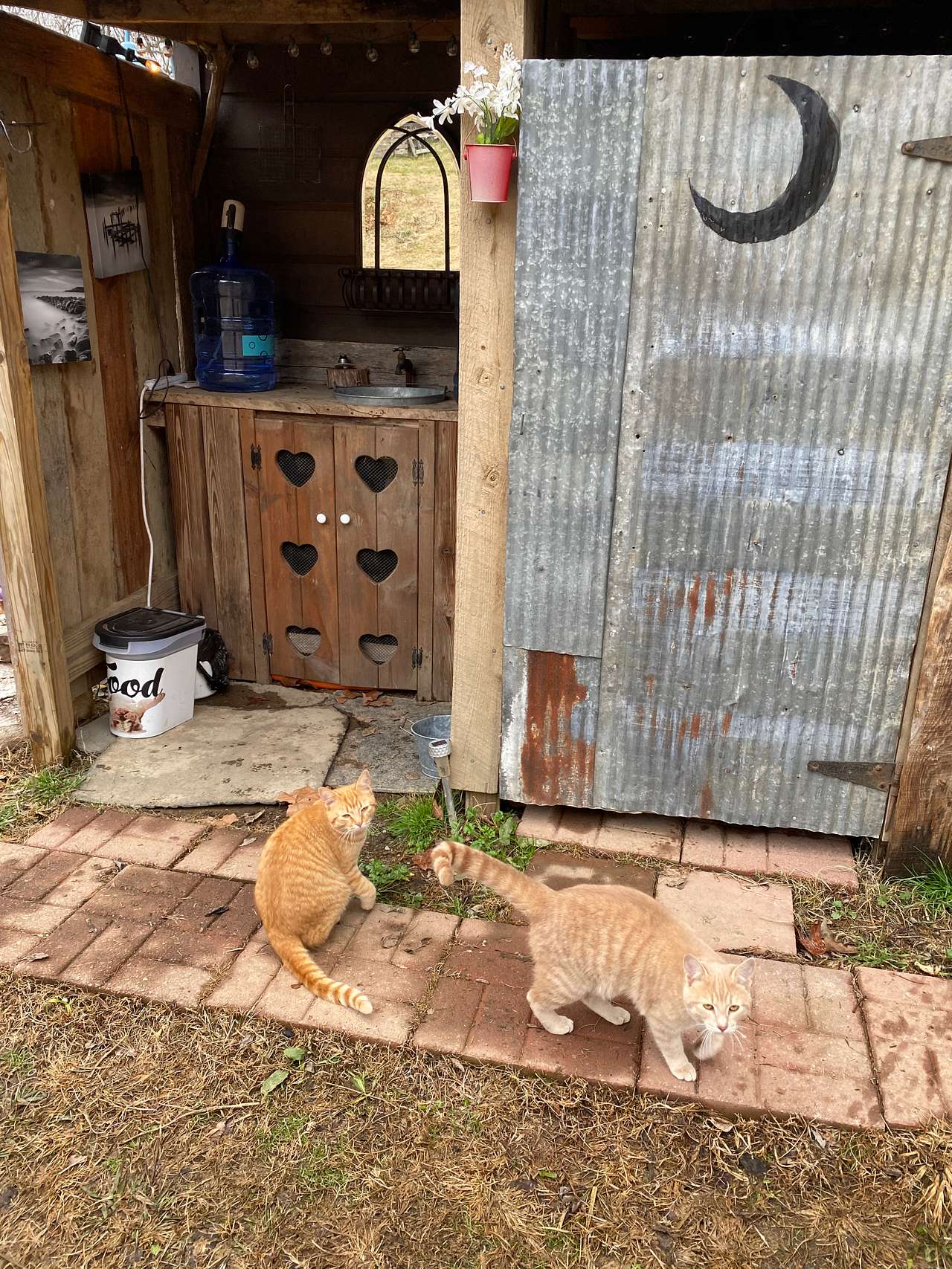 View pets photos of Harmony Hollow n the Smokies