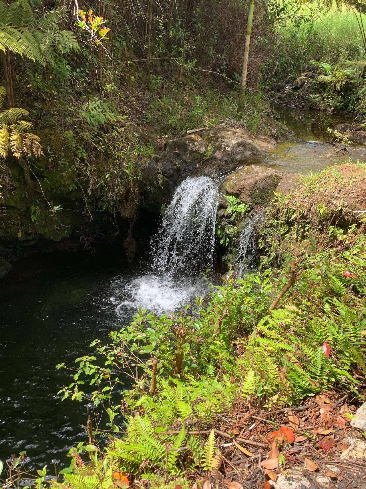 View more photos of Hakalau Springs Campground