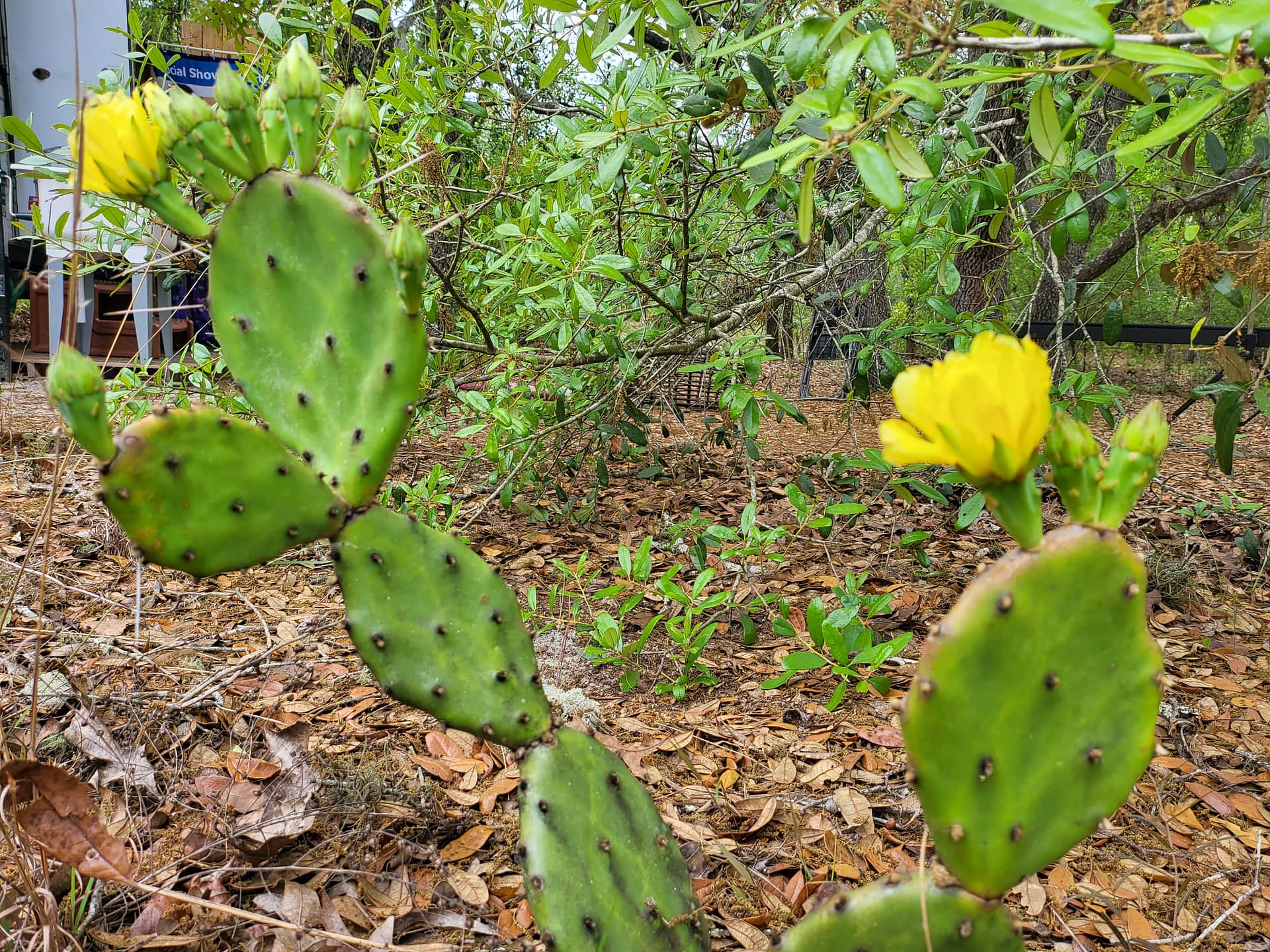 Picture of the site