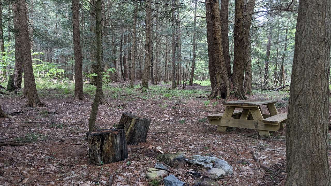 Picture of the site