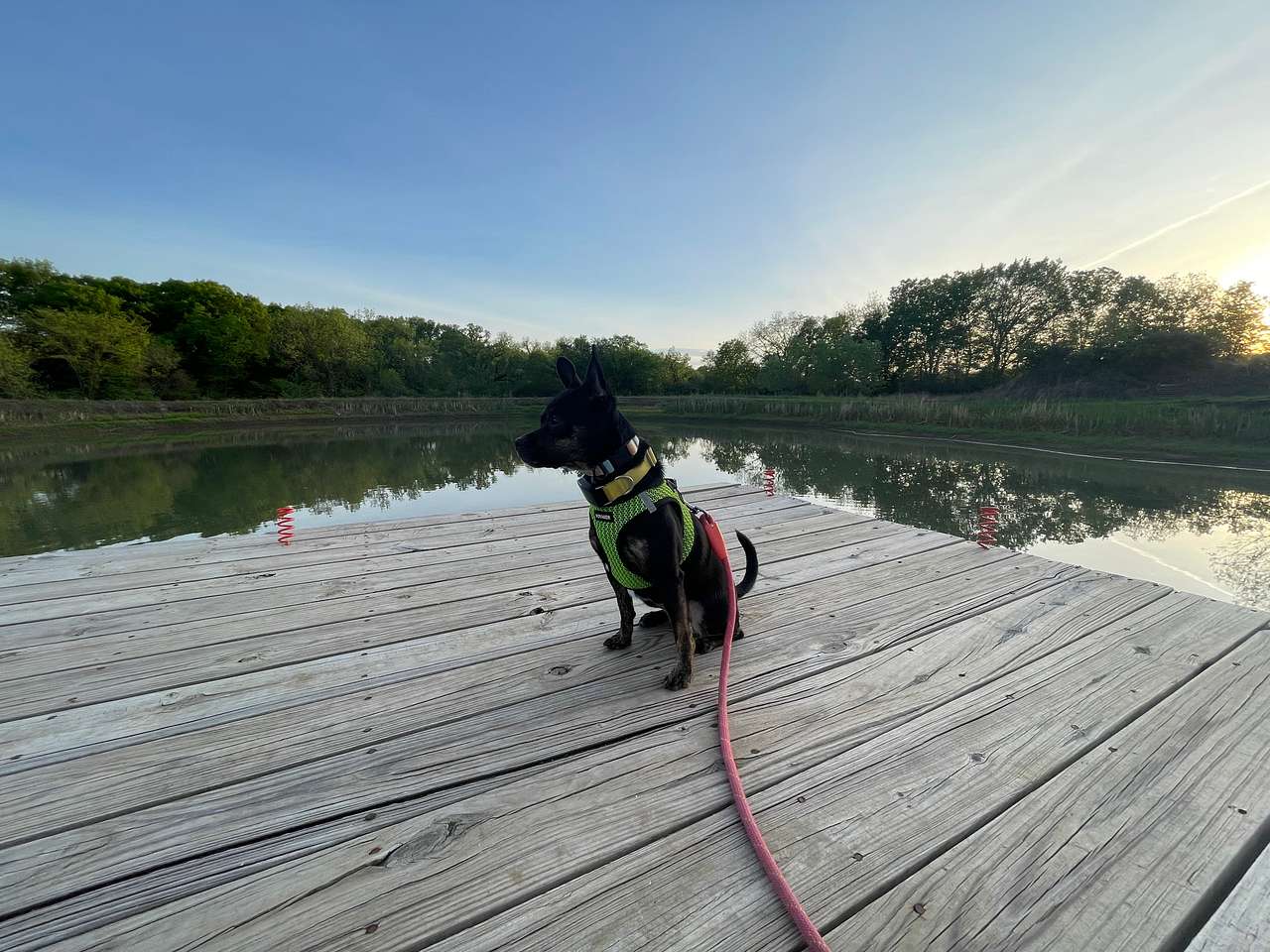 View pets photos of Geist Family Farms
