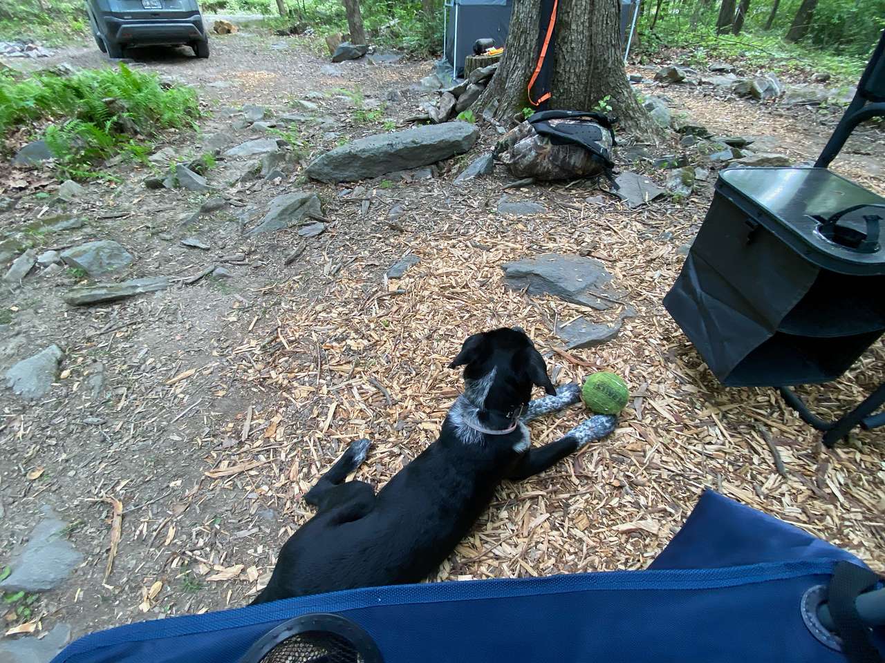 View pets photos of Smith Ridge Harper's Ferry
