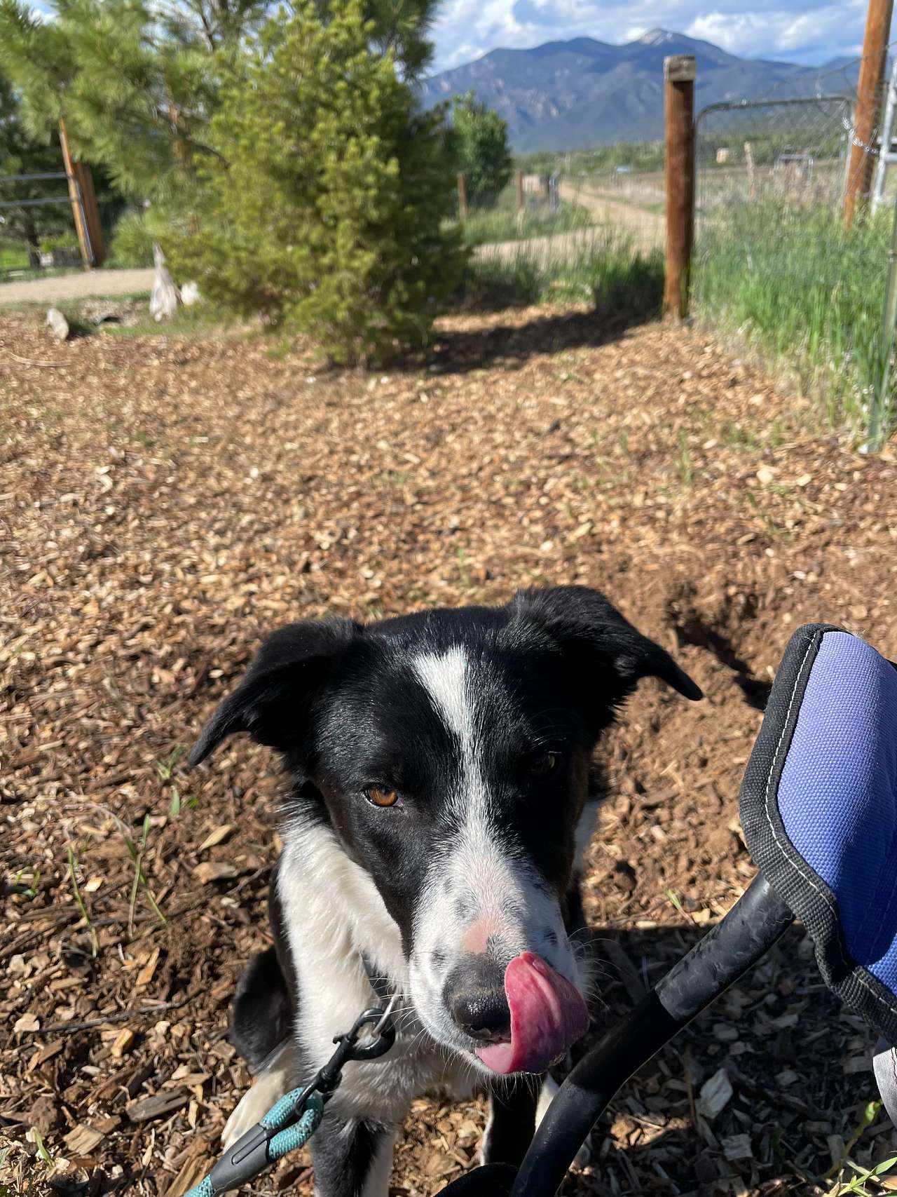 View pets photos of HarmonyTaos Regenerative Farm