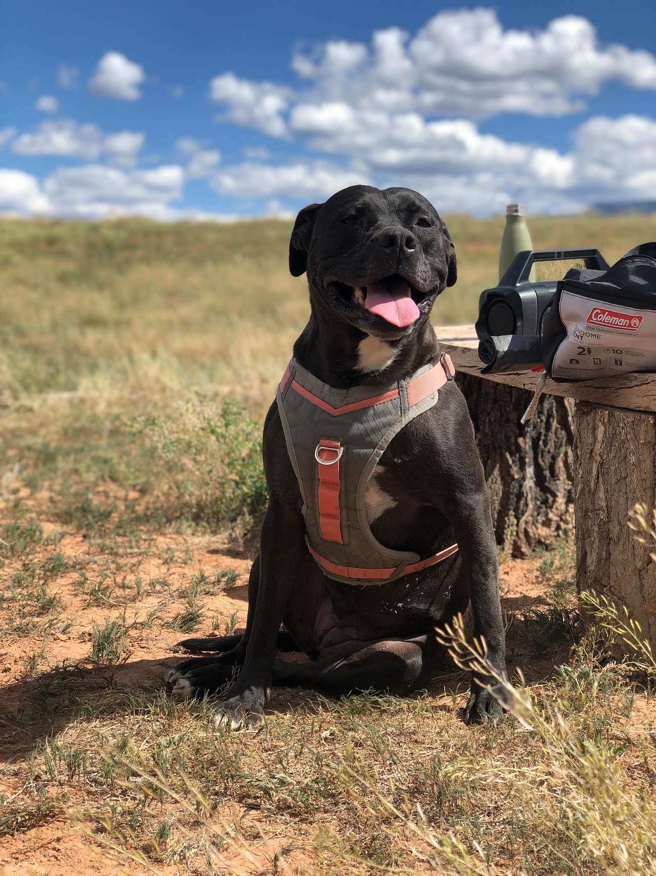 View pets photos of Red River Camp - Capitol Reef