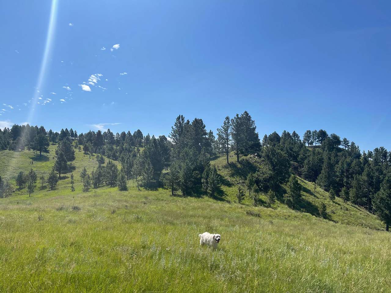 Picture of the site