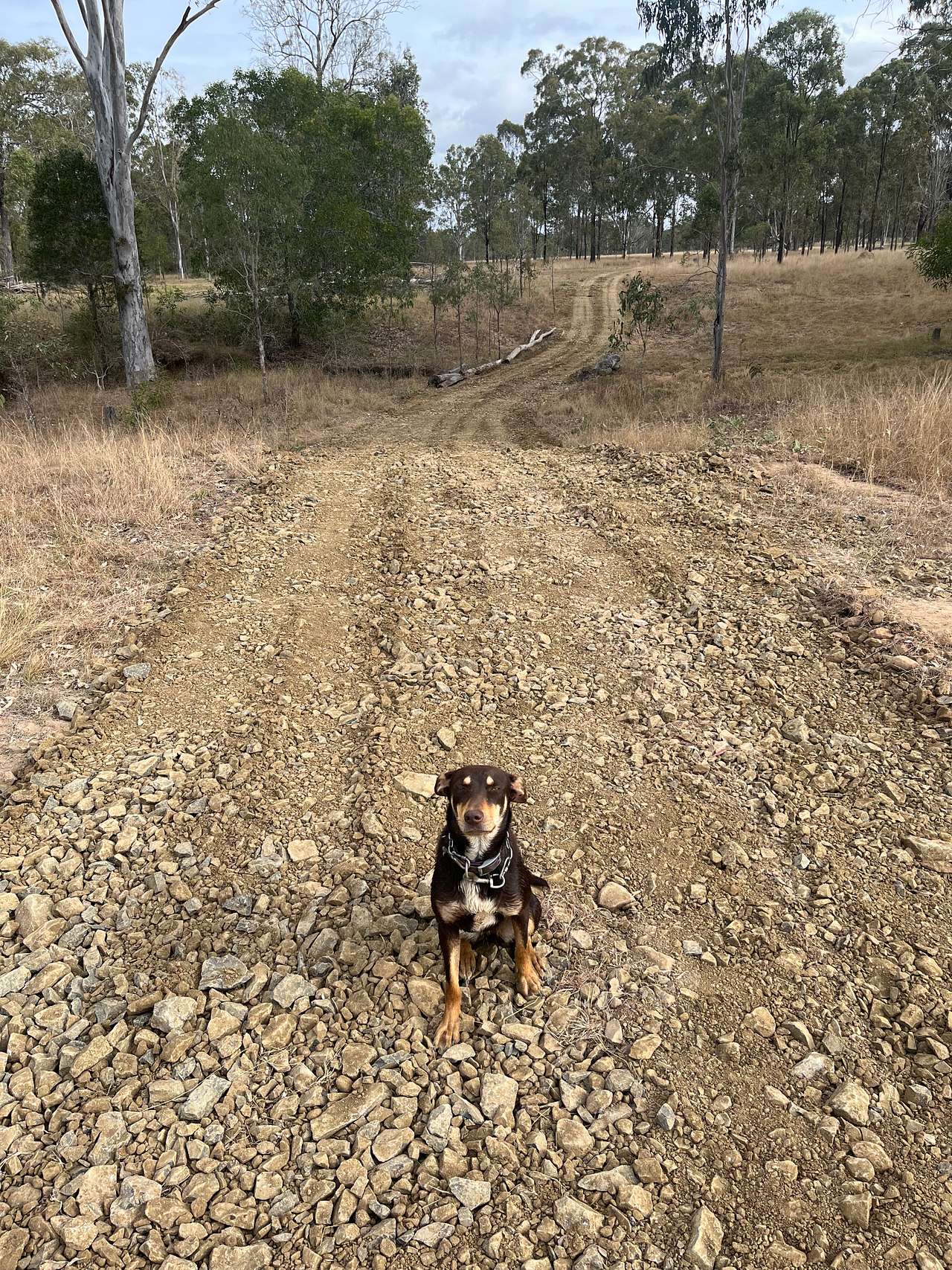 View pets photos of Sandy Creek Camping