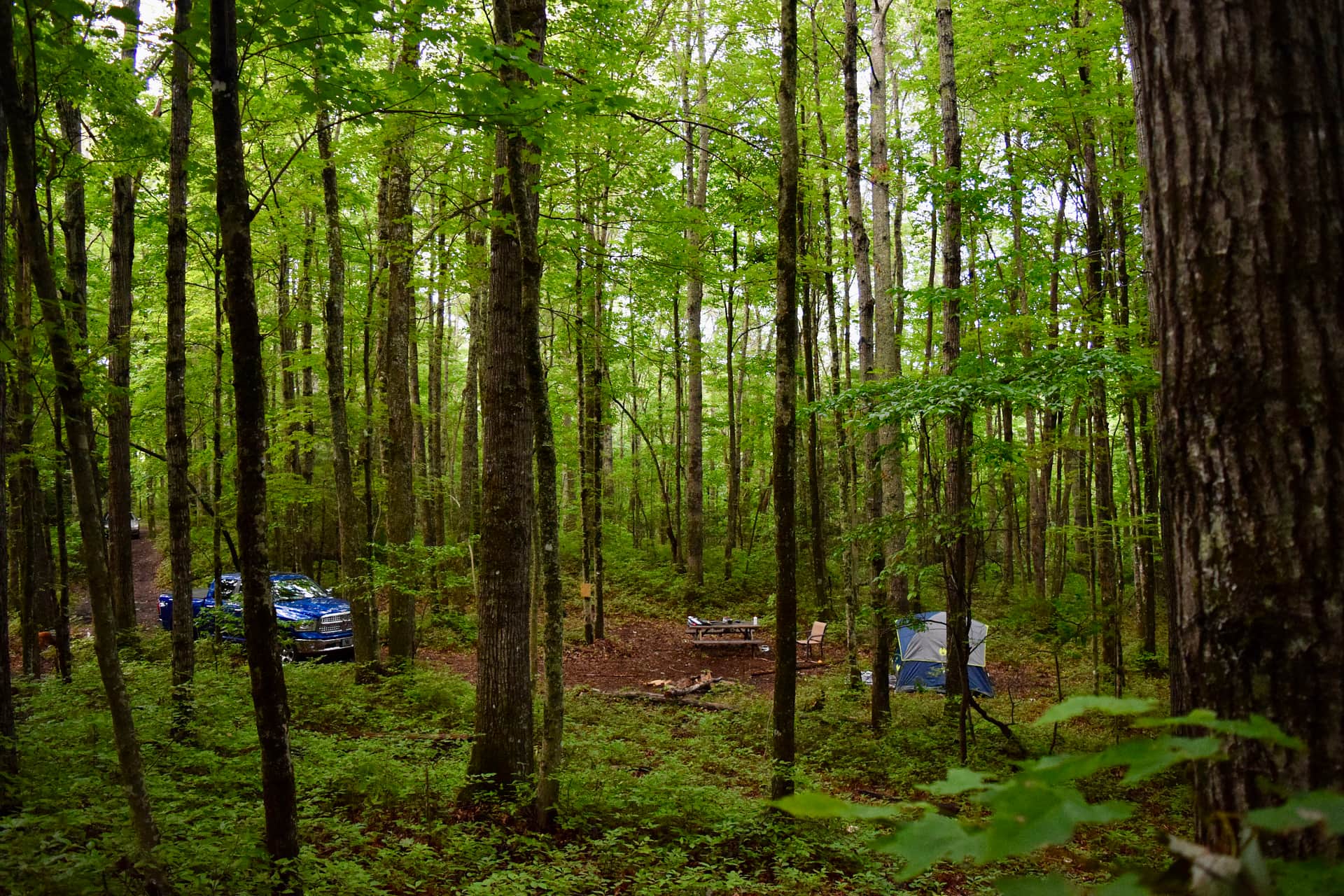 Picture of the site