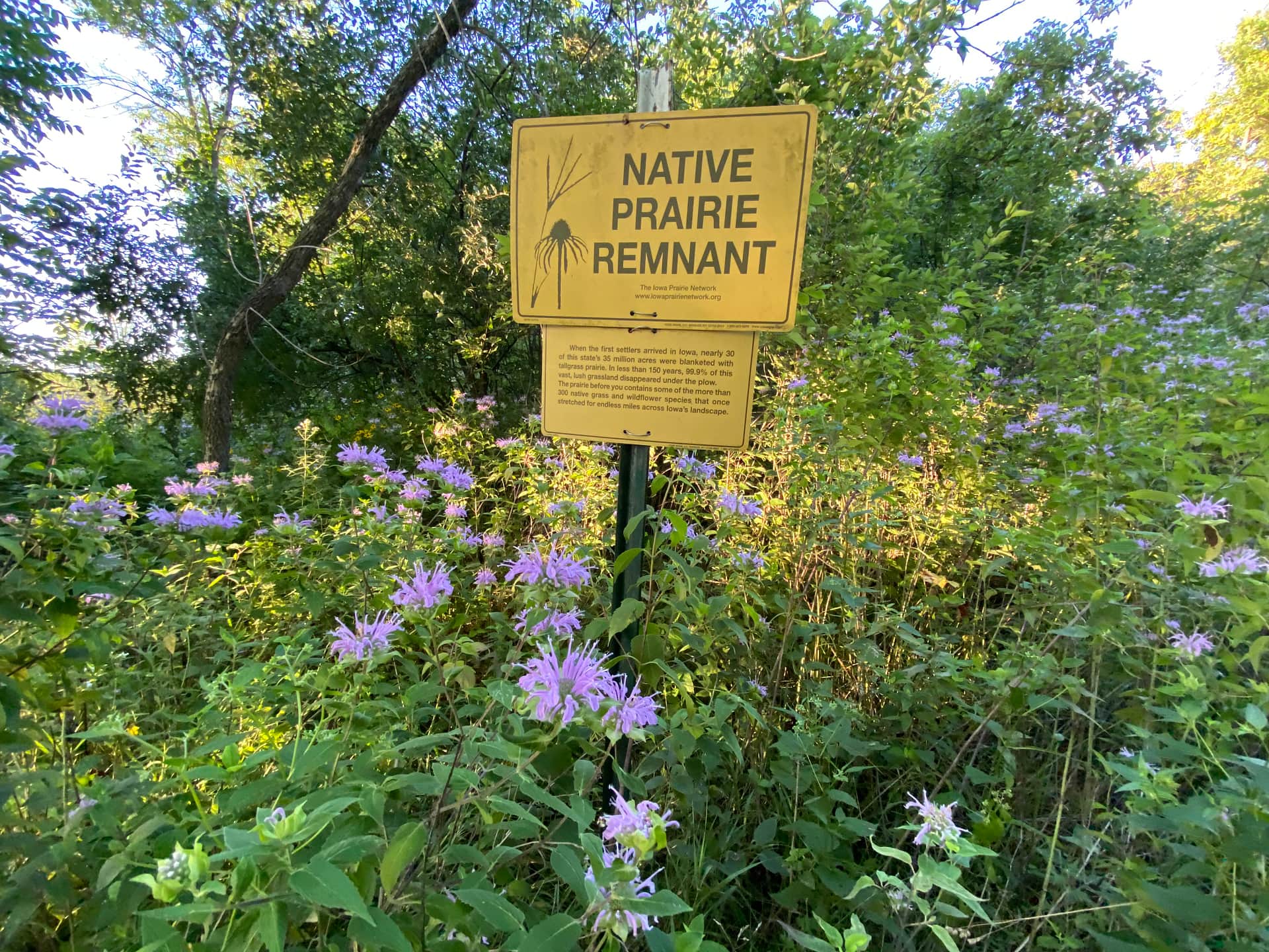 Picture of the site