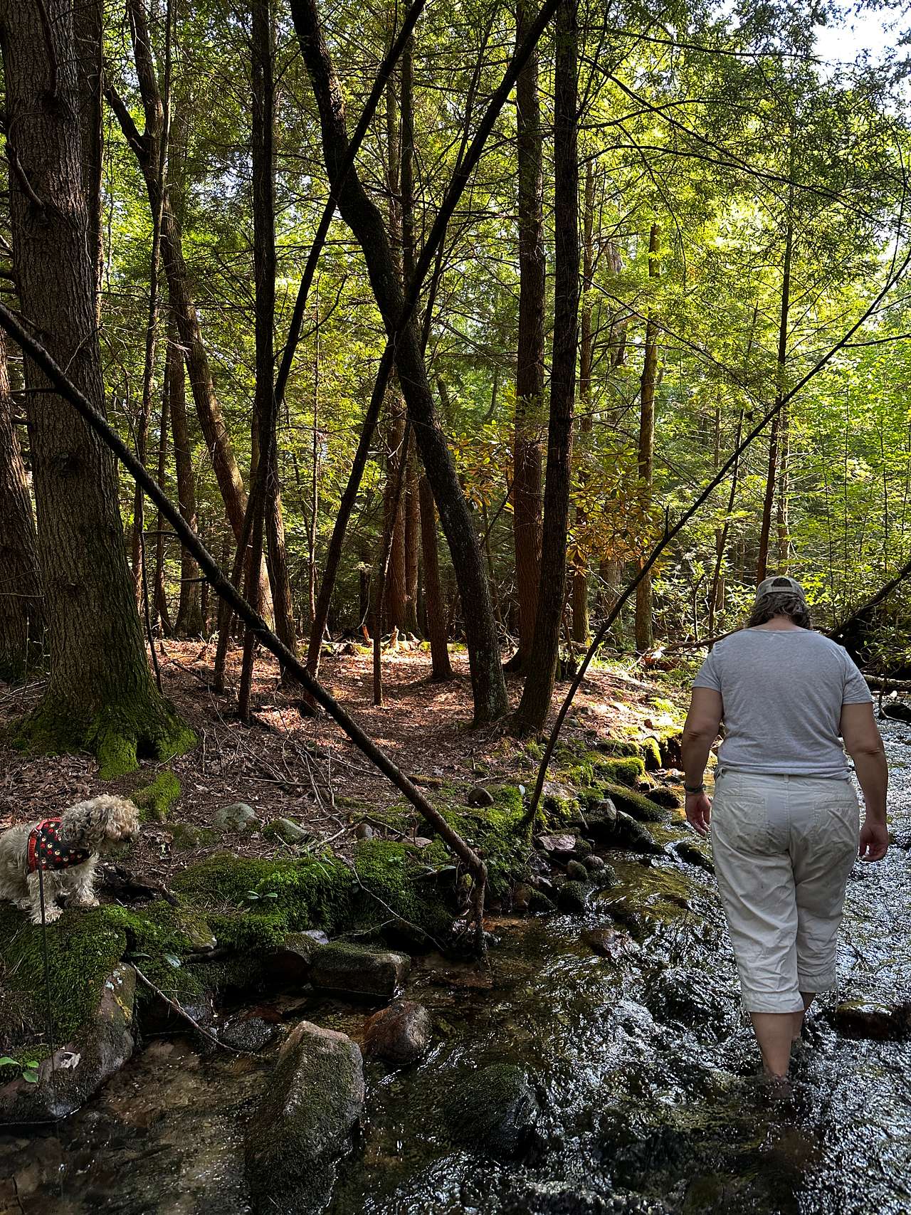 Picture of the site