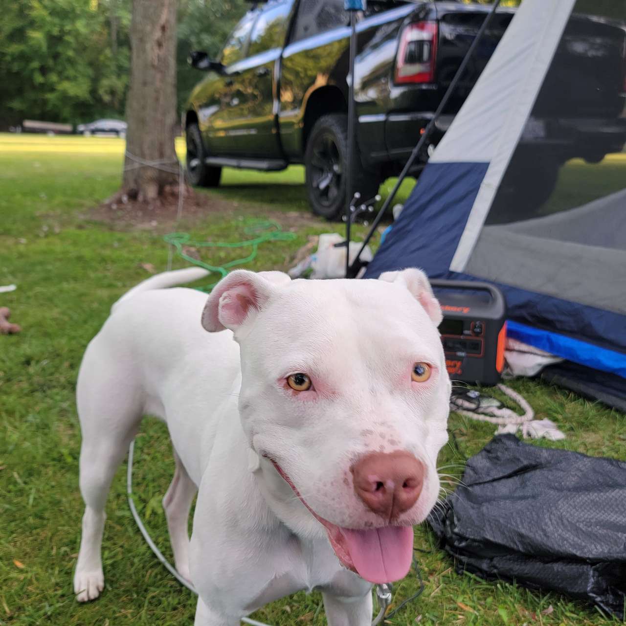 View pets photos of The Once a Pond A Time Campsites