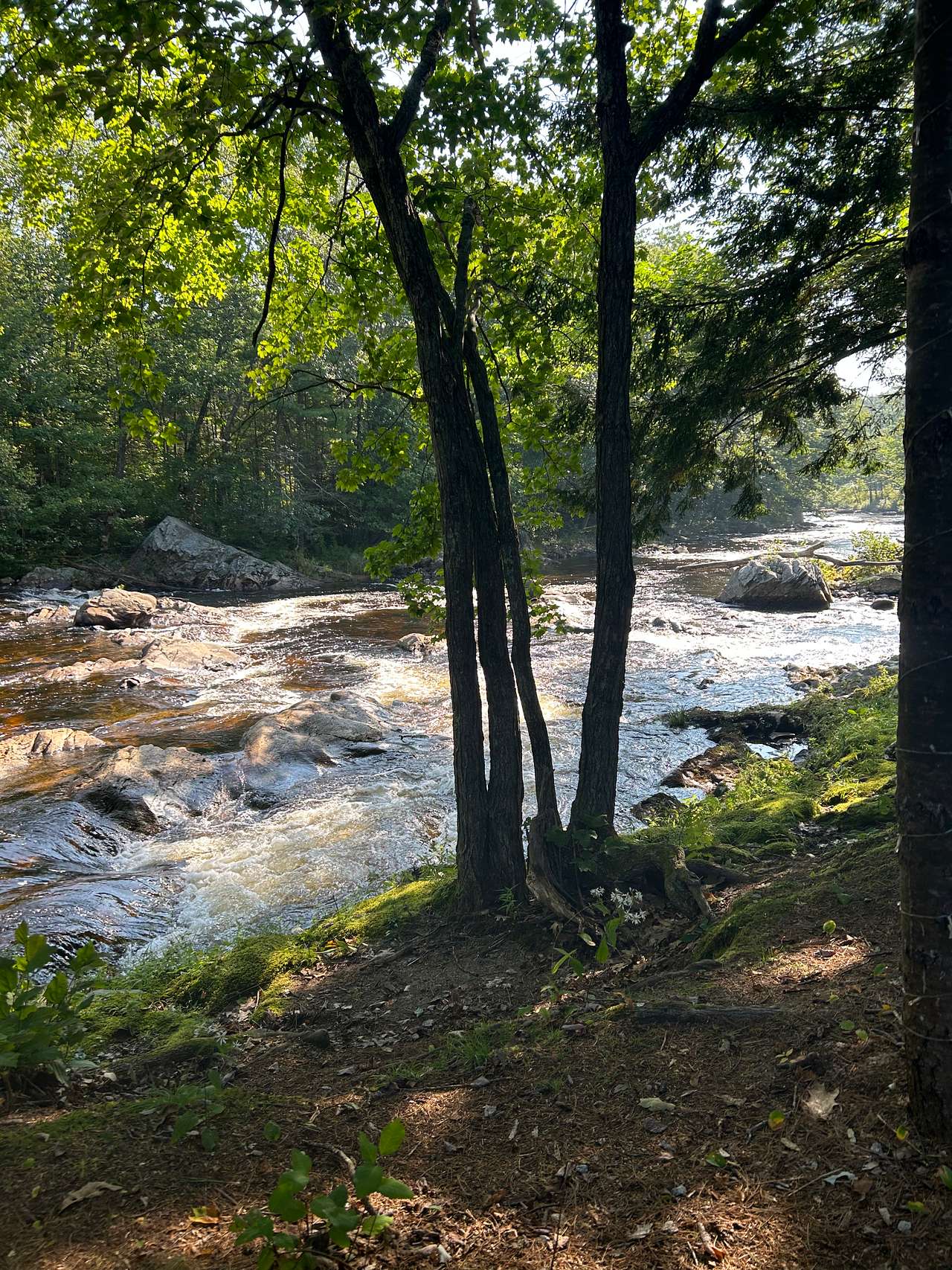 Picture of the site