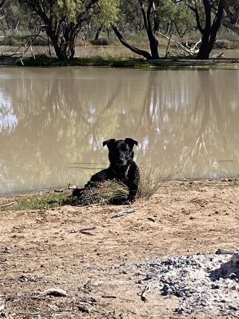View pets photos of Francvillers Bush Camping