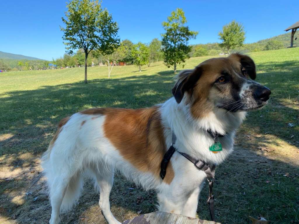 View pets photos of Locust Post Brewery Camp