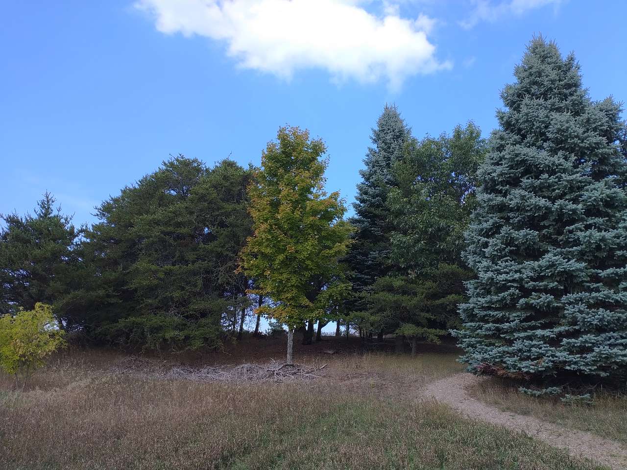 Picture of the site
