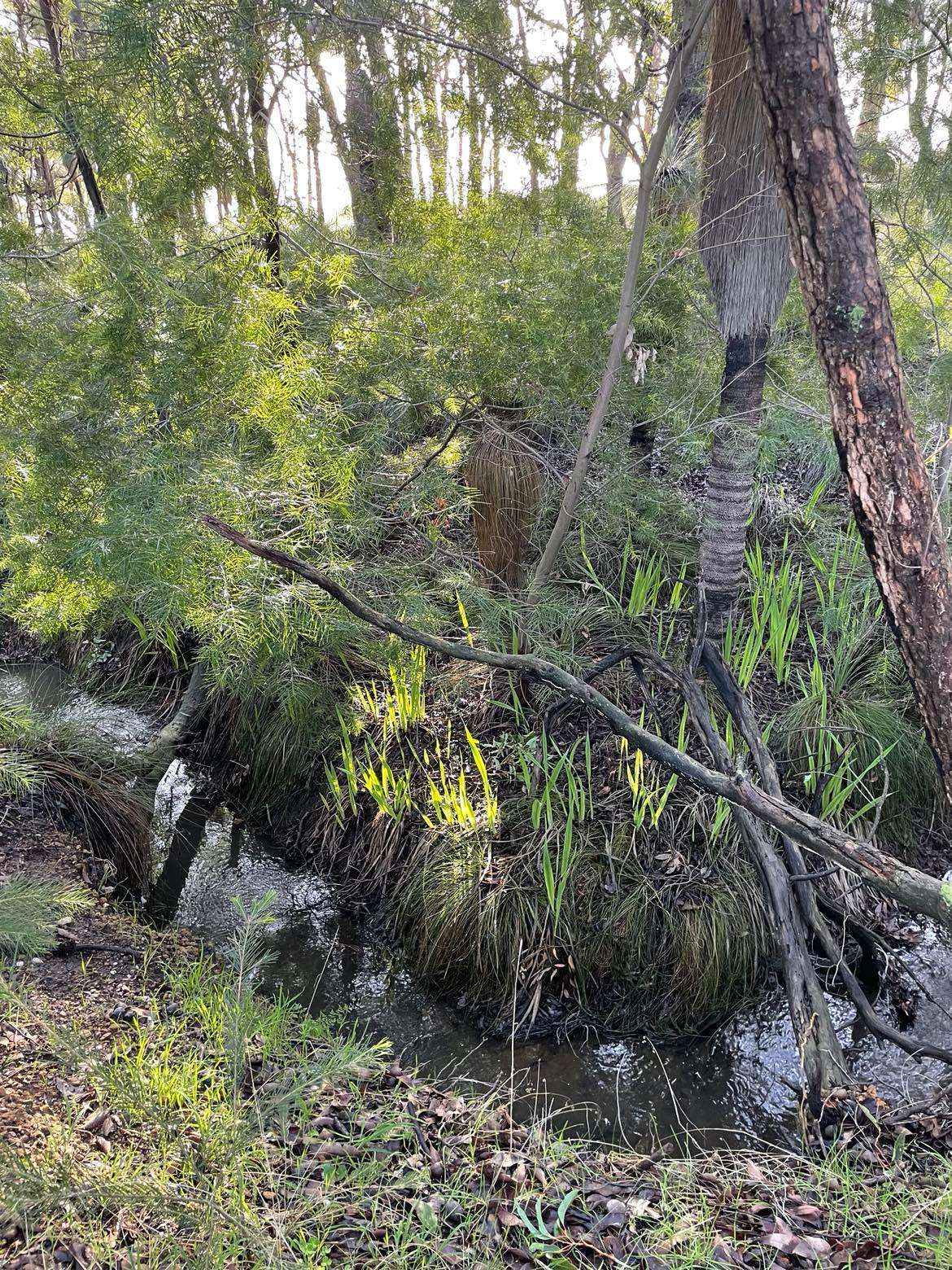 Picture of the site