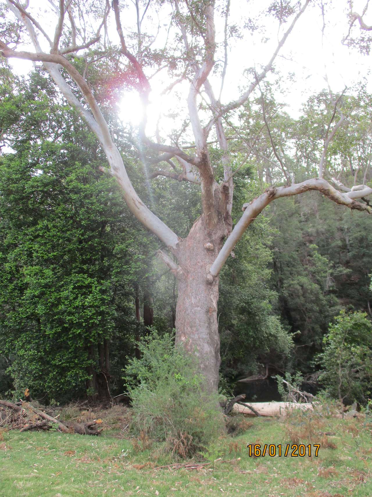 Picture of the site