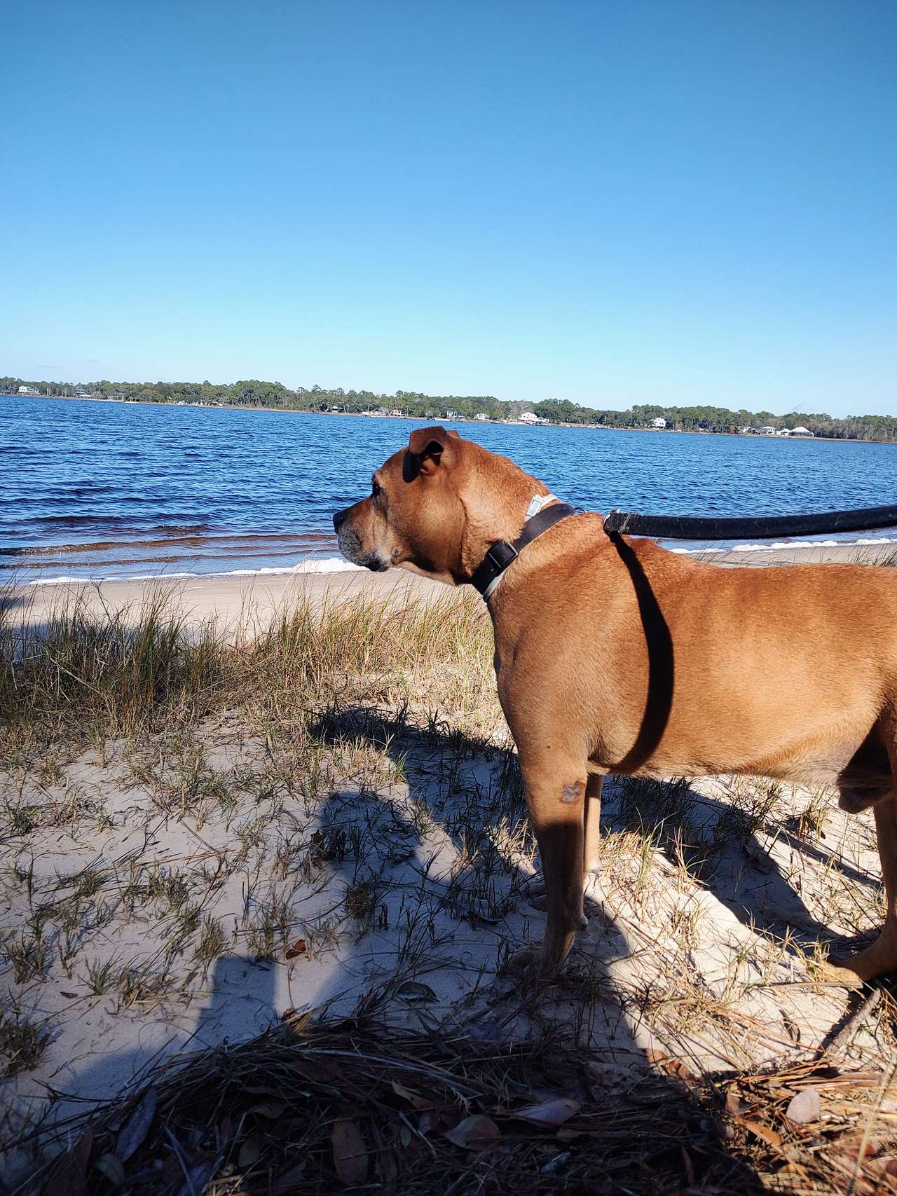 View pets photos of East Bay Family Retreat