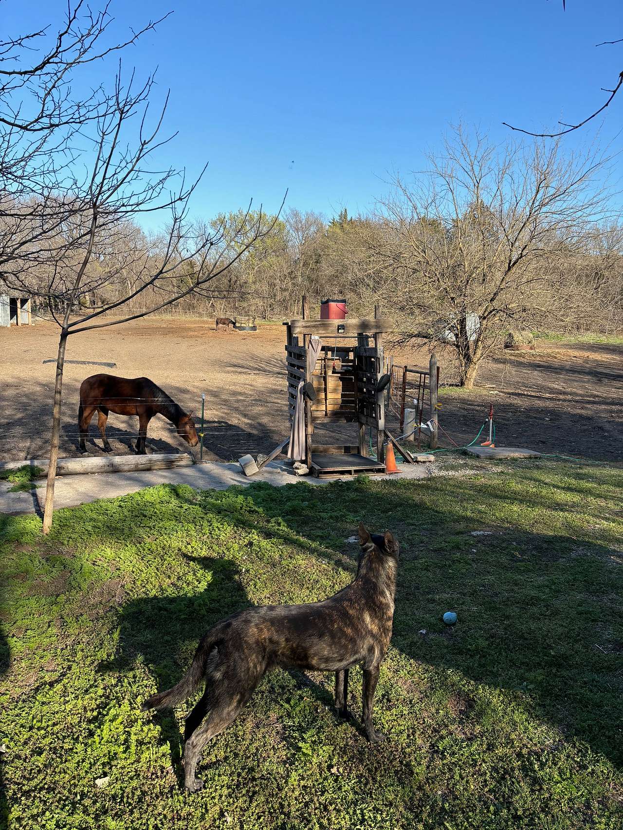 View pets photos of Equine Estates KS