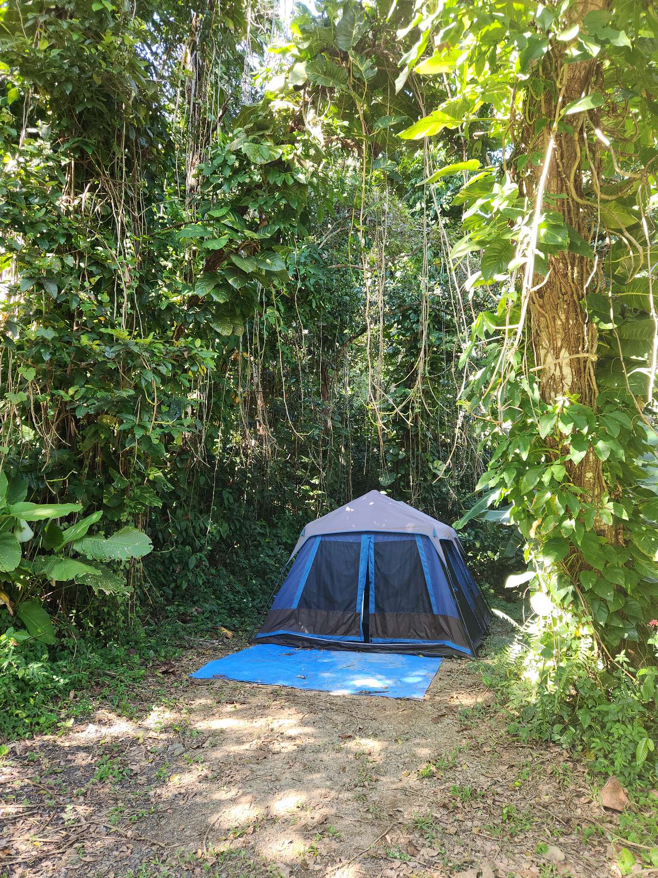 Picture of the site