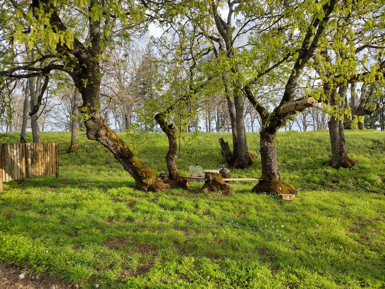 Picture of the site