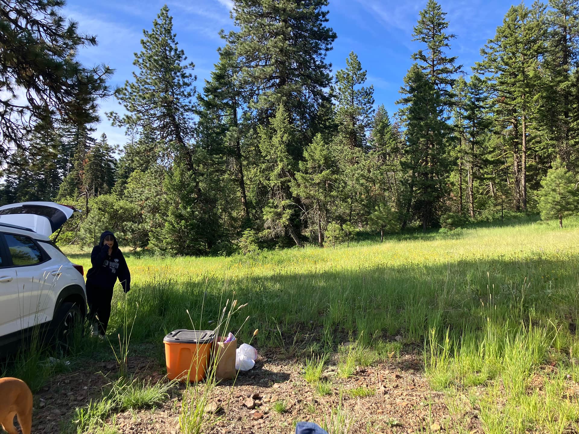 Picture of the site