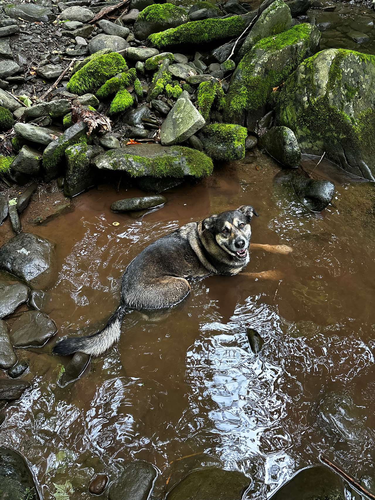 View pets photos of Triple Creek