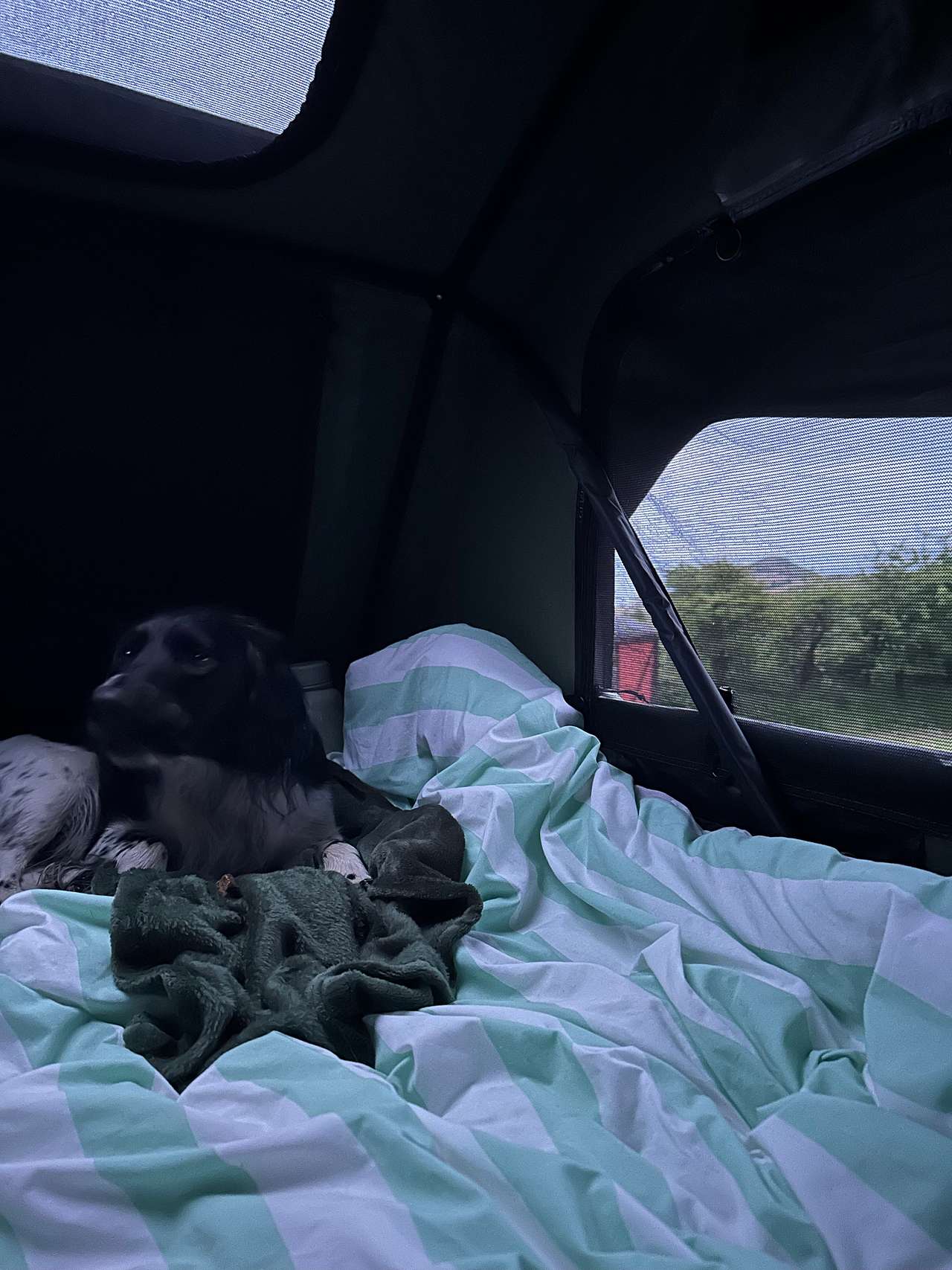View pets photos of Girt Down Camping