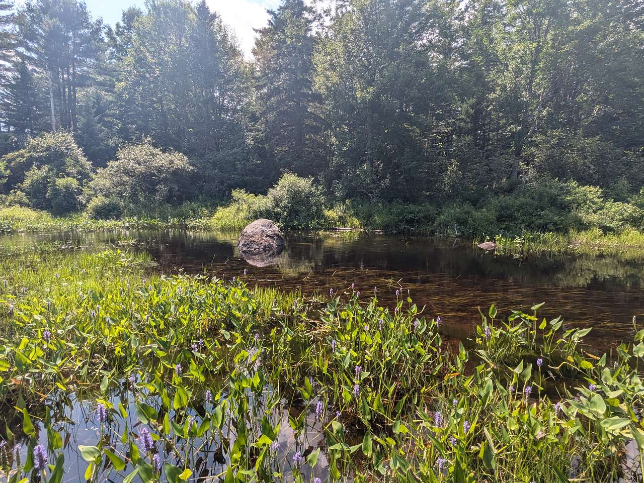 Picture of the site