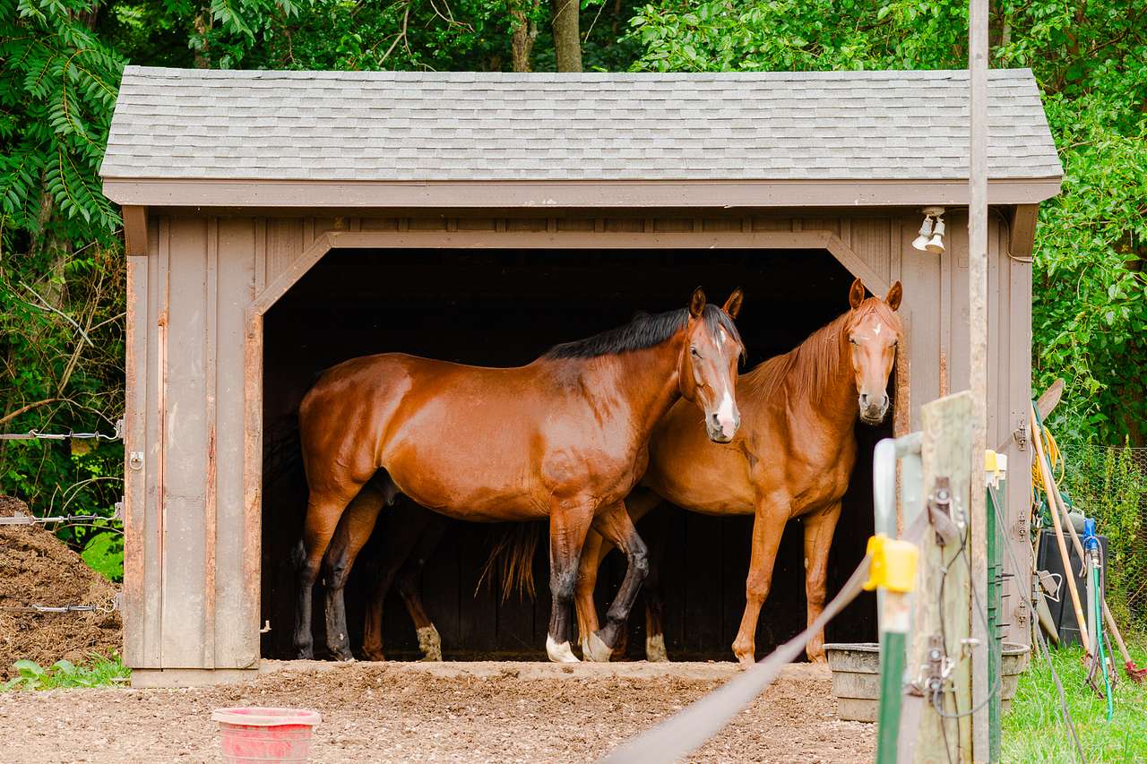 Horses looking stoic for the camera