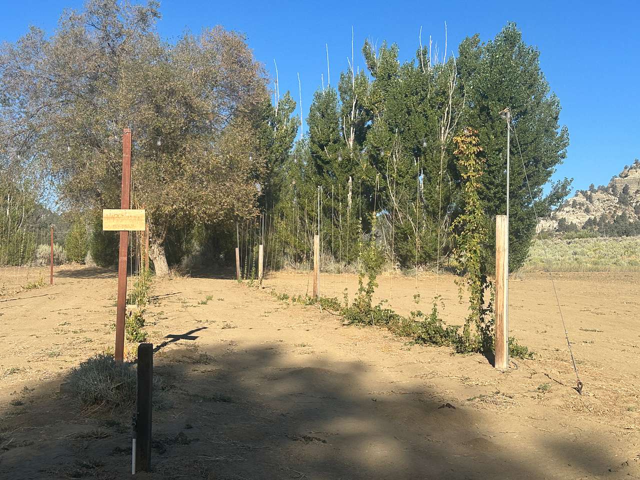 Picture of the site