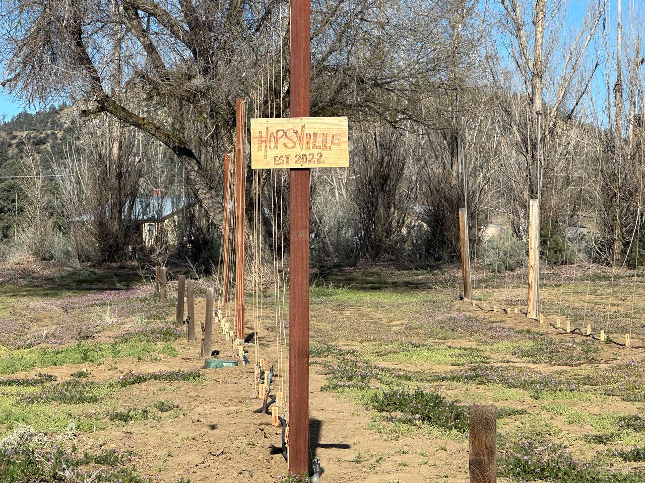 Picture of the site