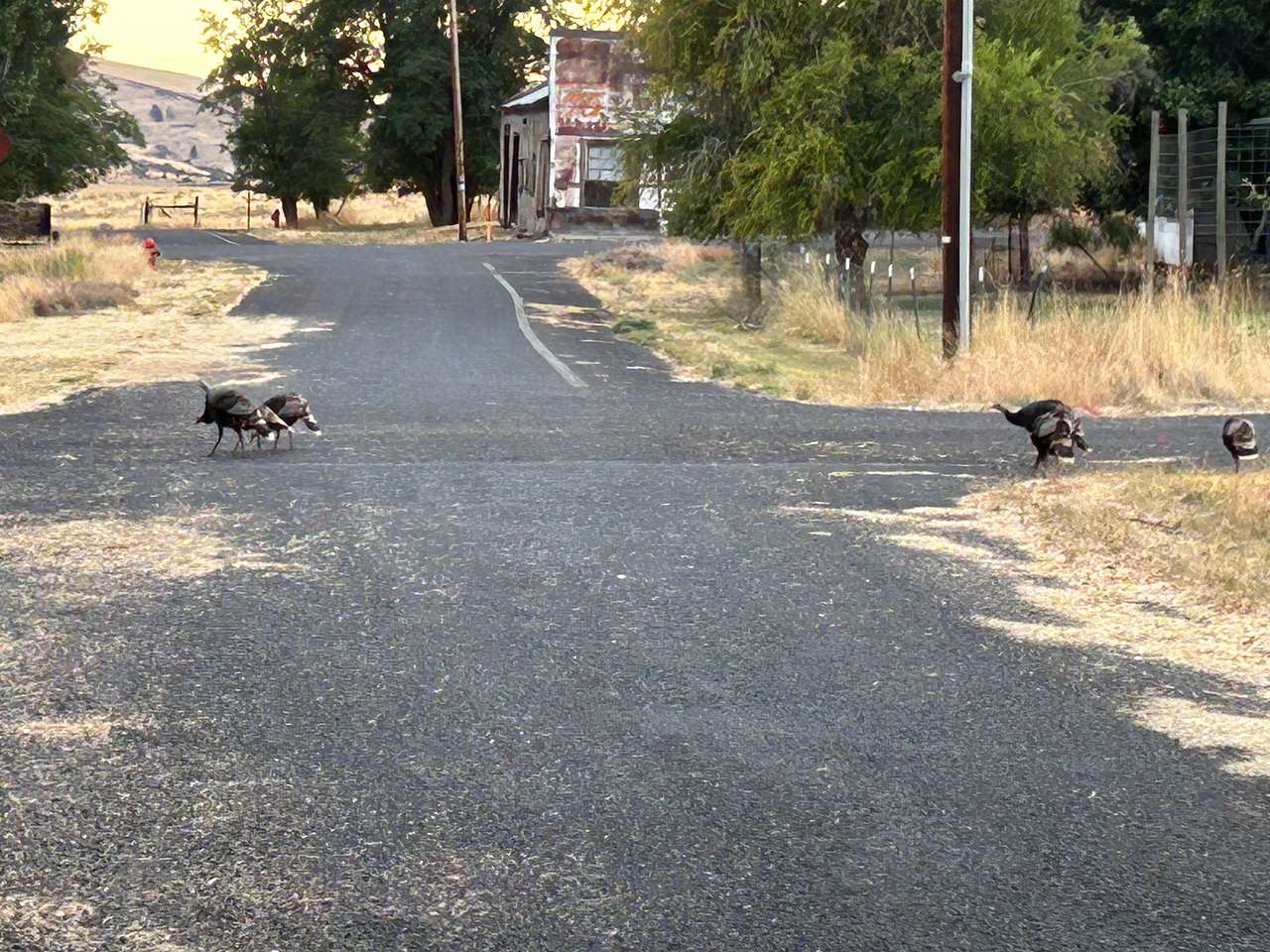View pets photos of Antelope Basecamp