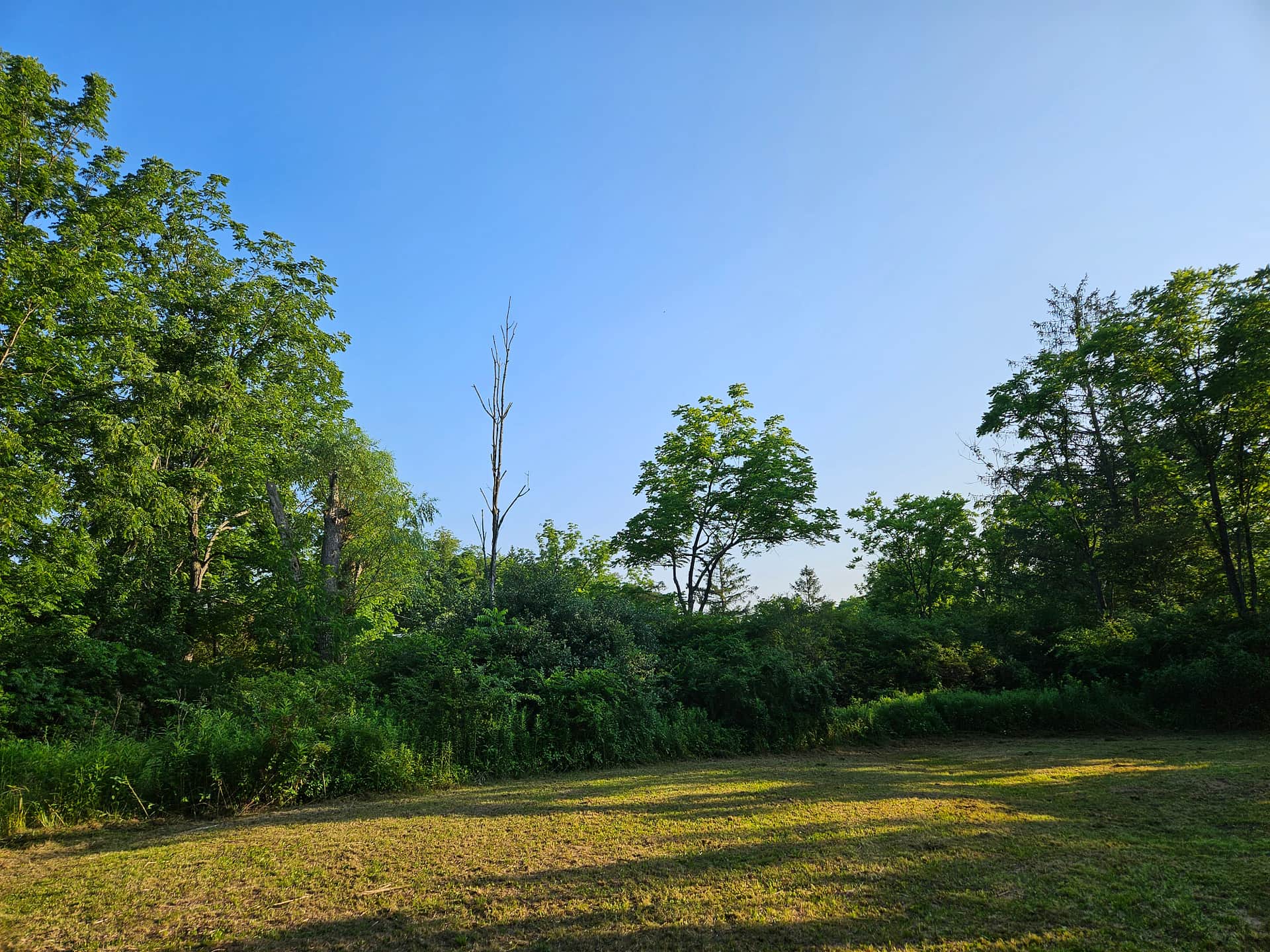Picture of the site